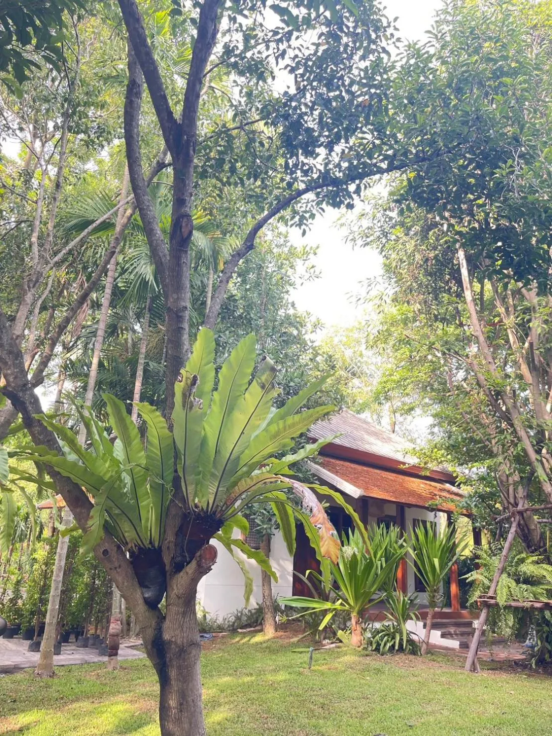 Natural landscape in Tai Resort