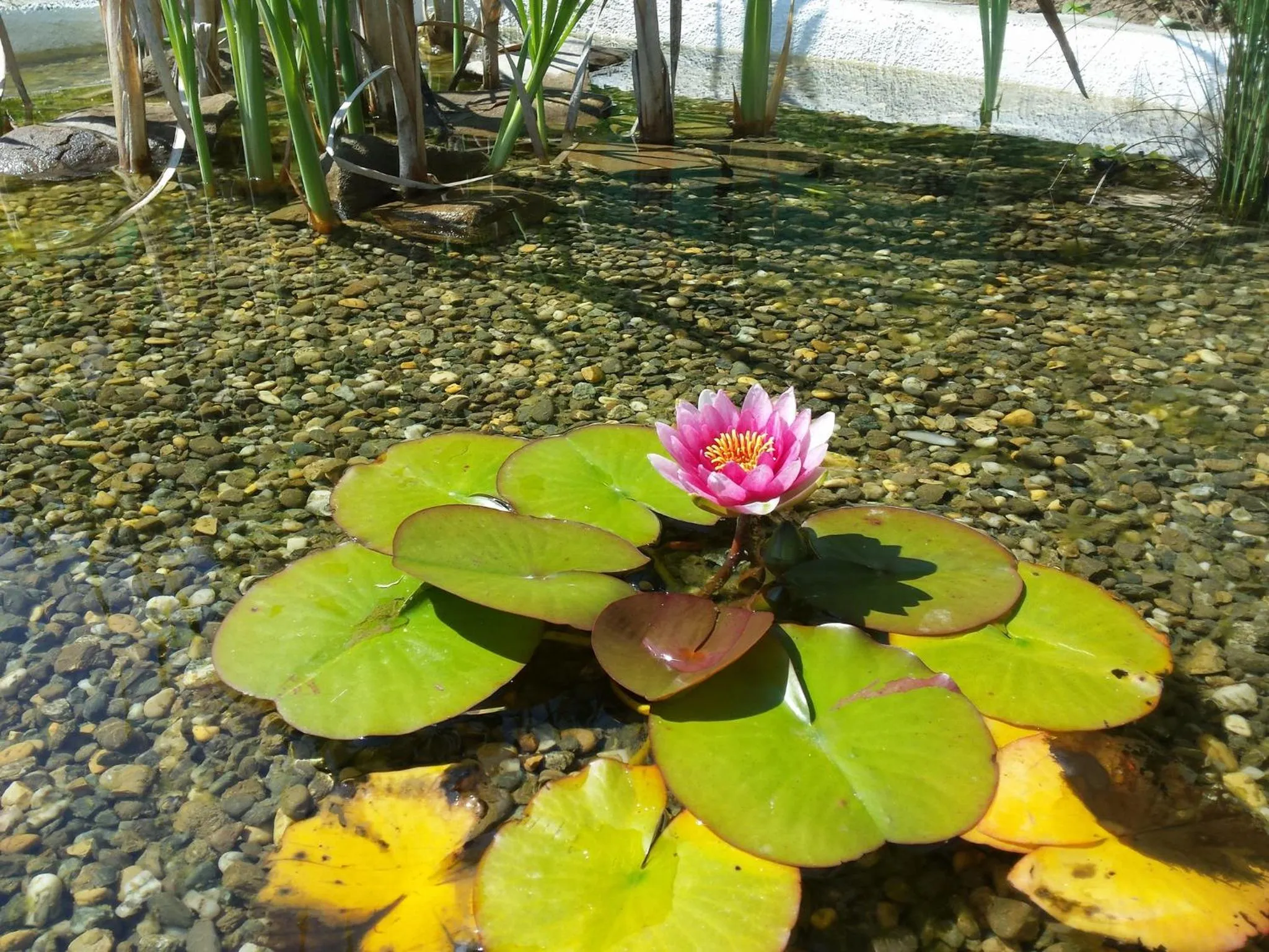 Garden in Casa Lily - Japanese Retreat