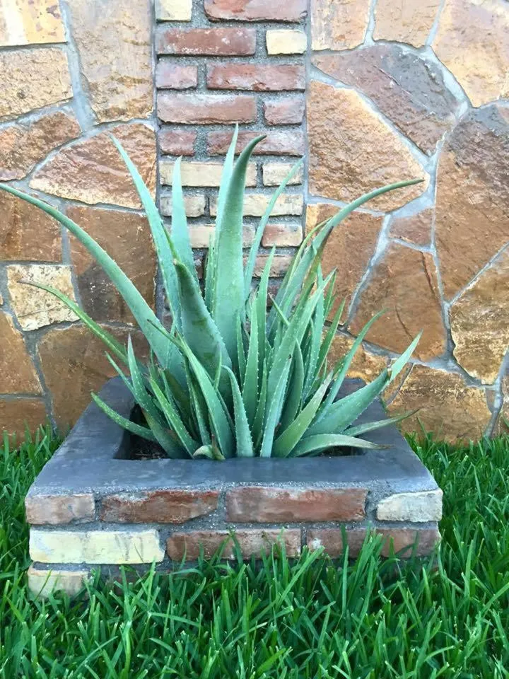 Decorative detail in Angela Corfu