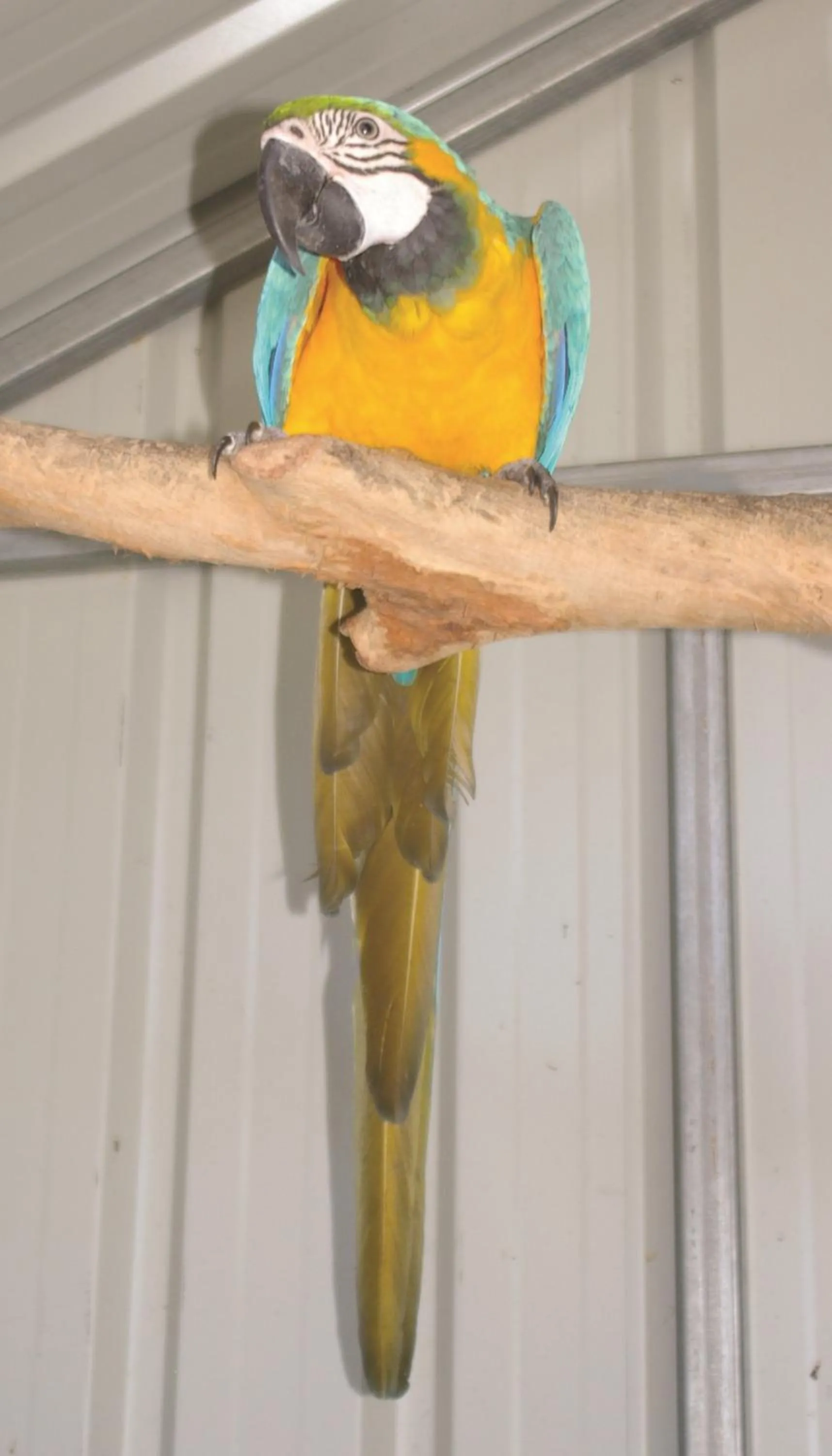 Pets in Smugglers Cove Holiday Village