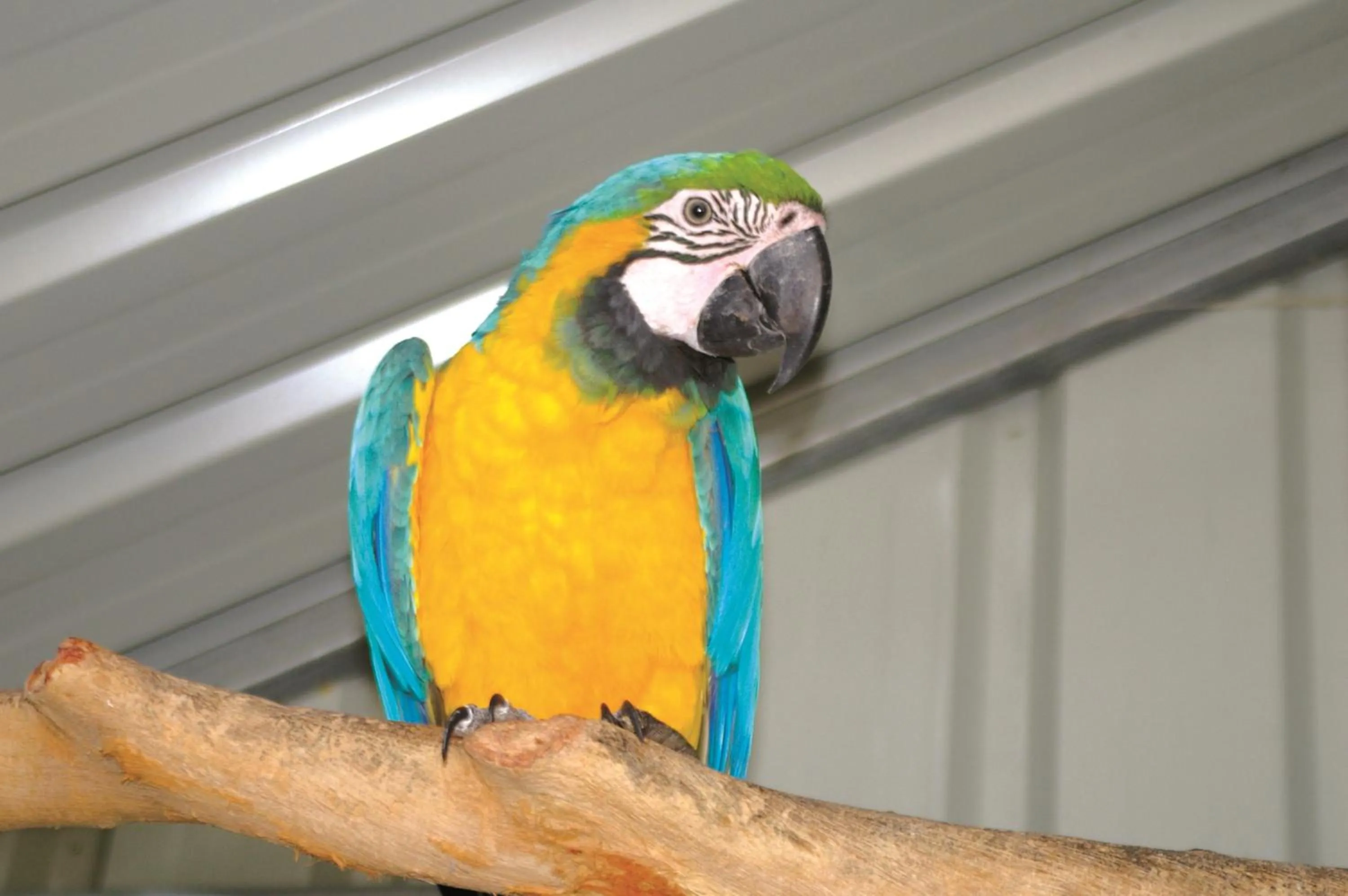 Pets in Smugglers Cove Holiday Village