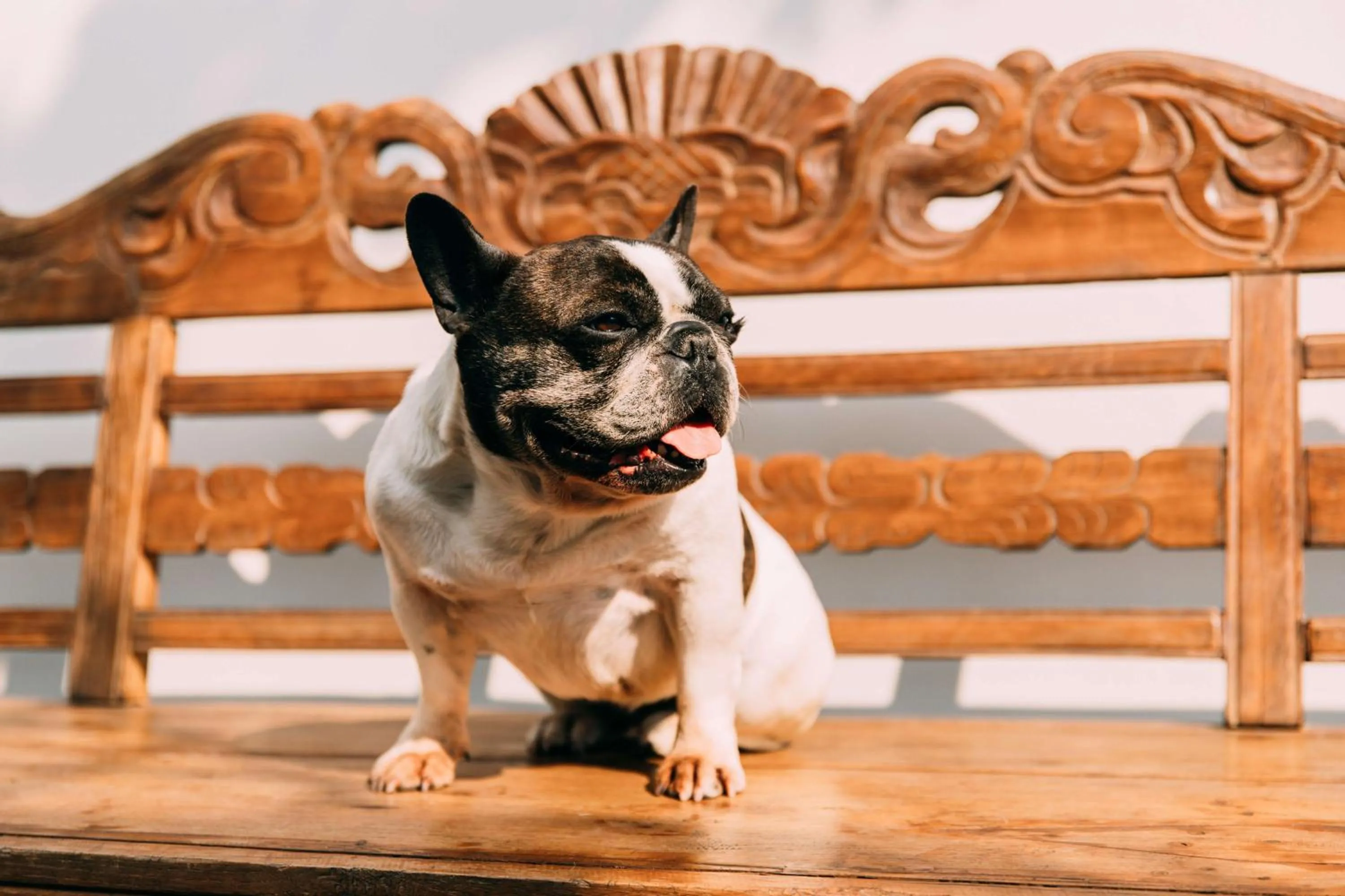 Pets in YueLore Retreat