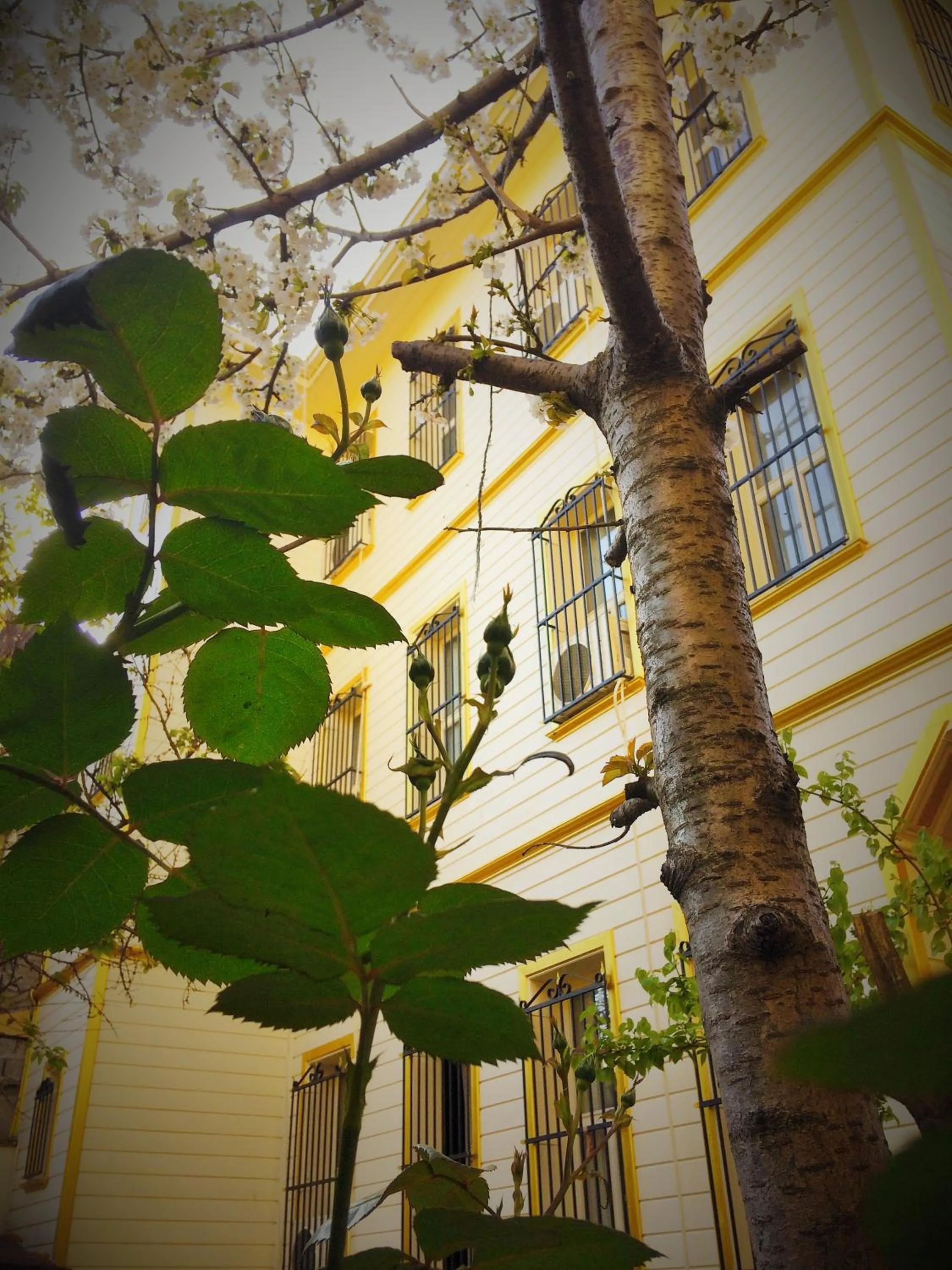 Garden in Ottoman's Pearl Hotel