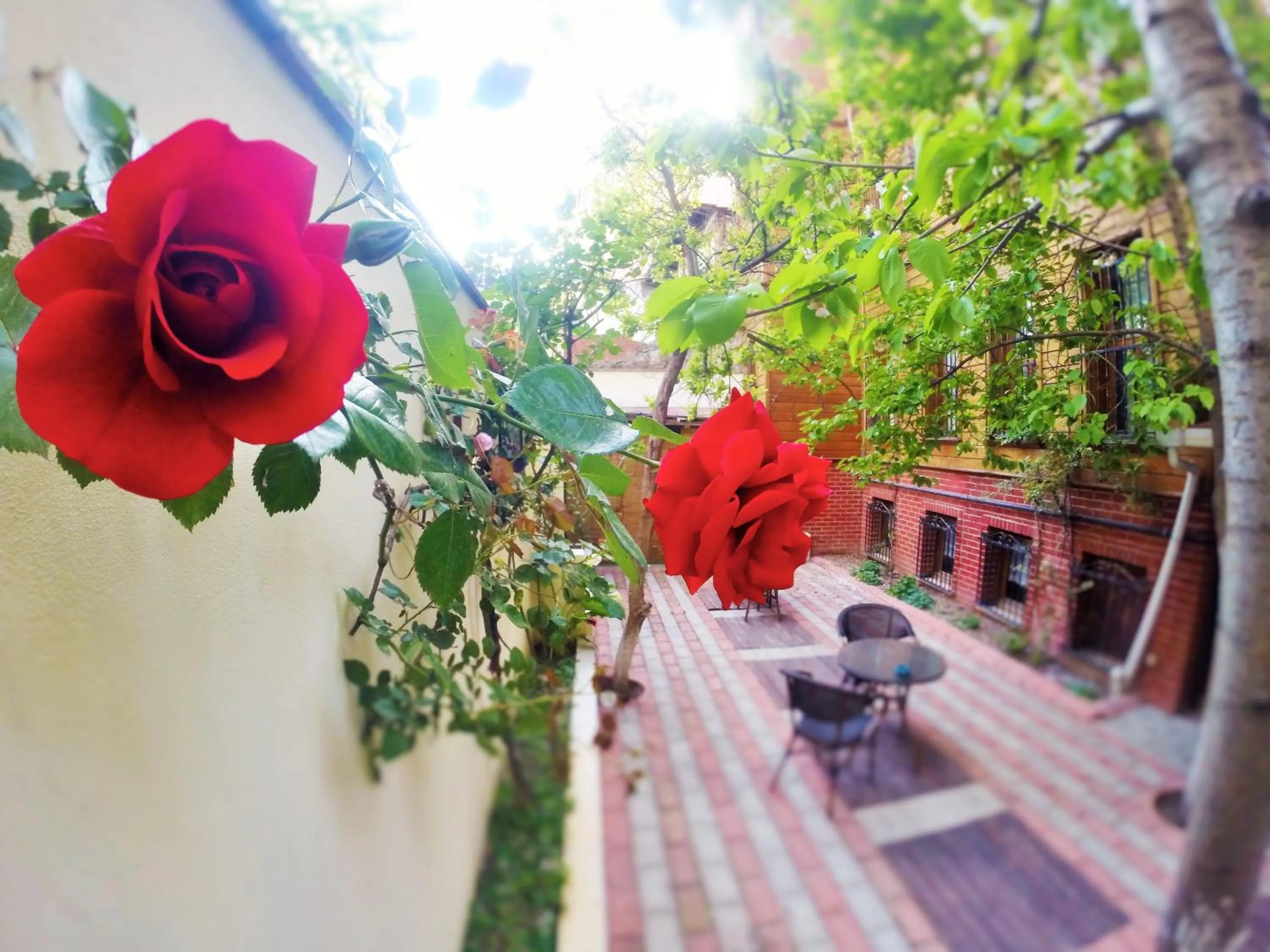 Garden in Ottoman's Pearl Hotel