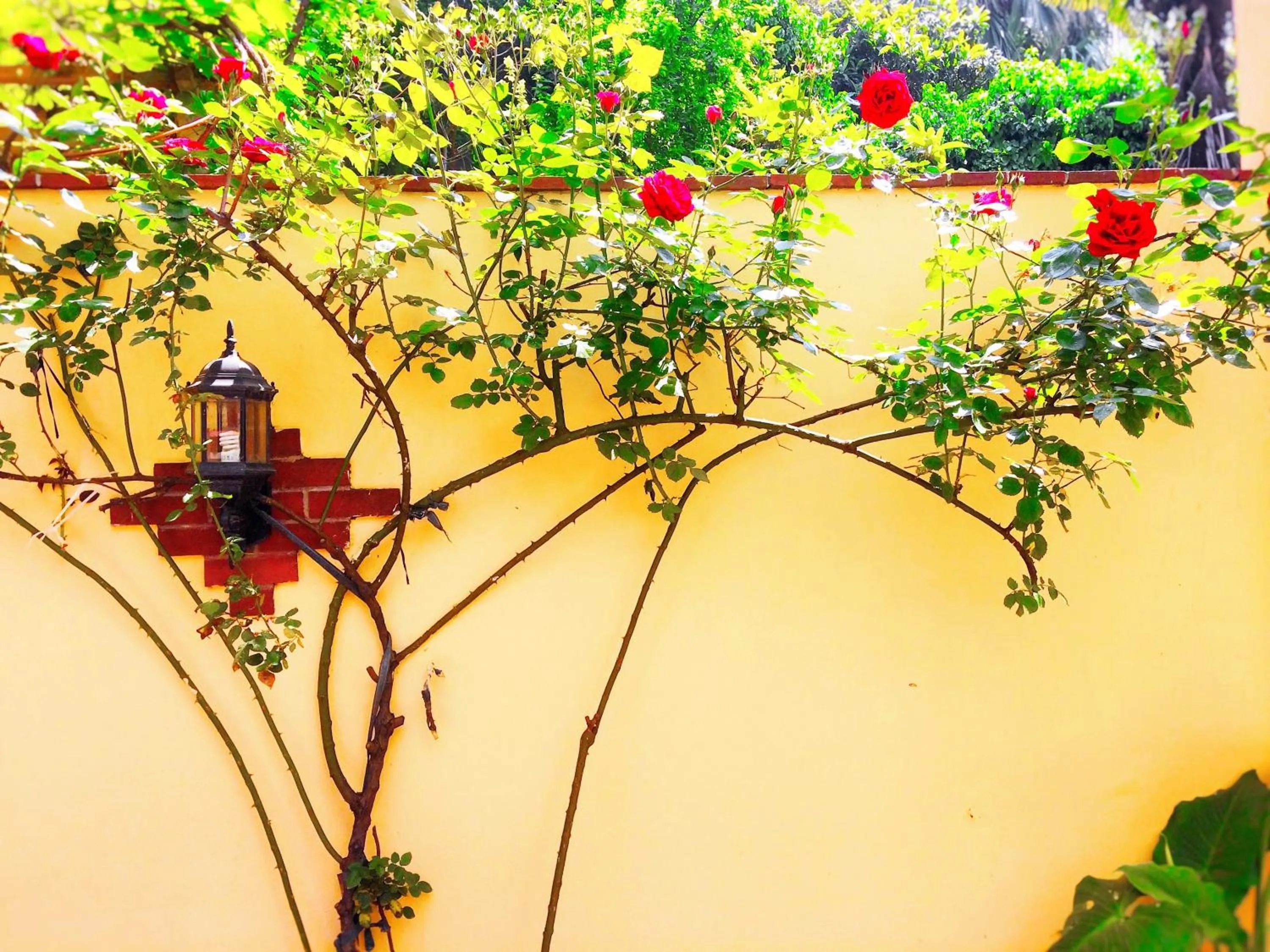 Garden in Ottoman's Pearl Hotel