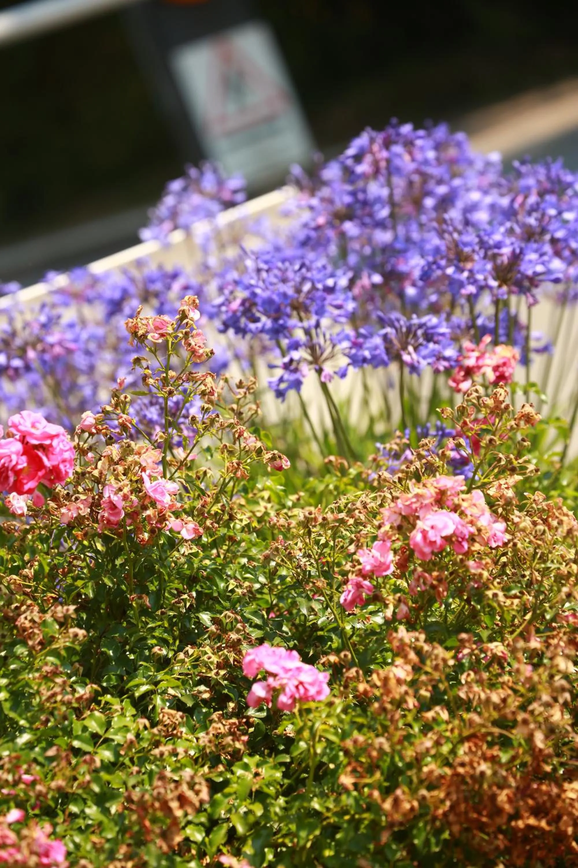 Garden in Residence Izarpean