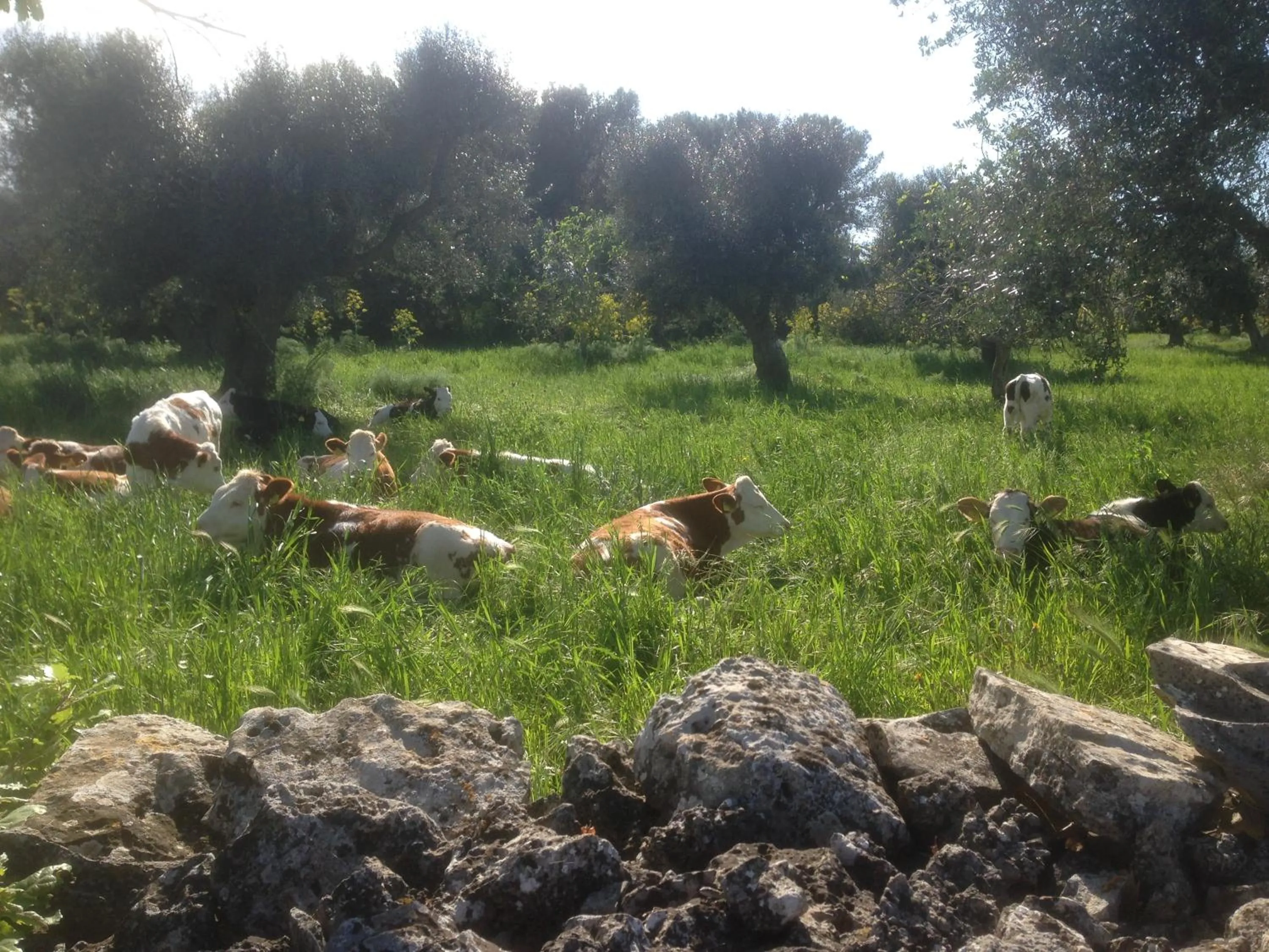 Pets in B&B Masseria Nuove Caselle