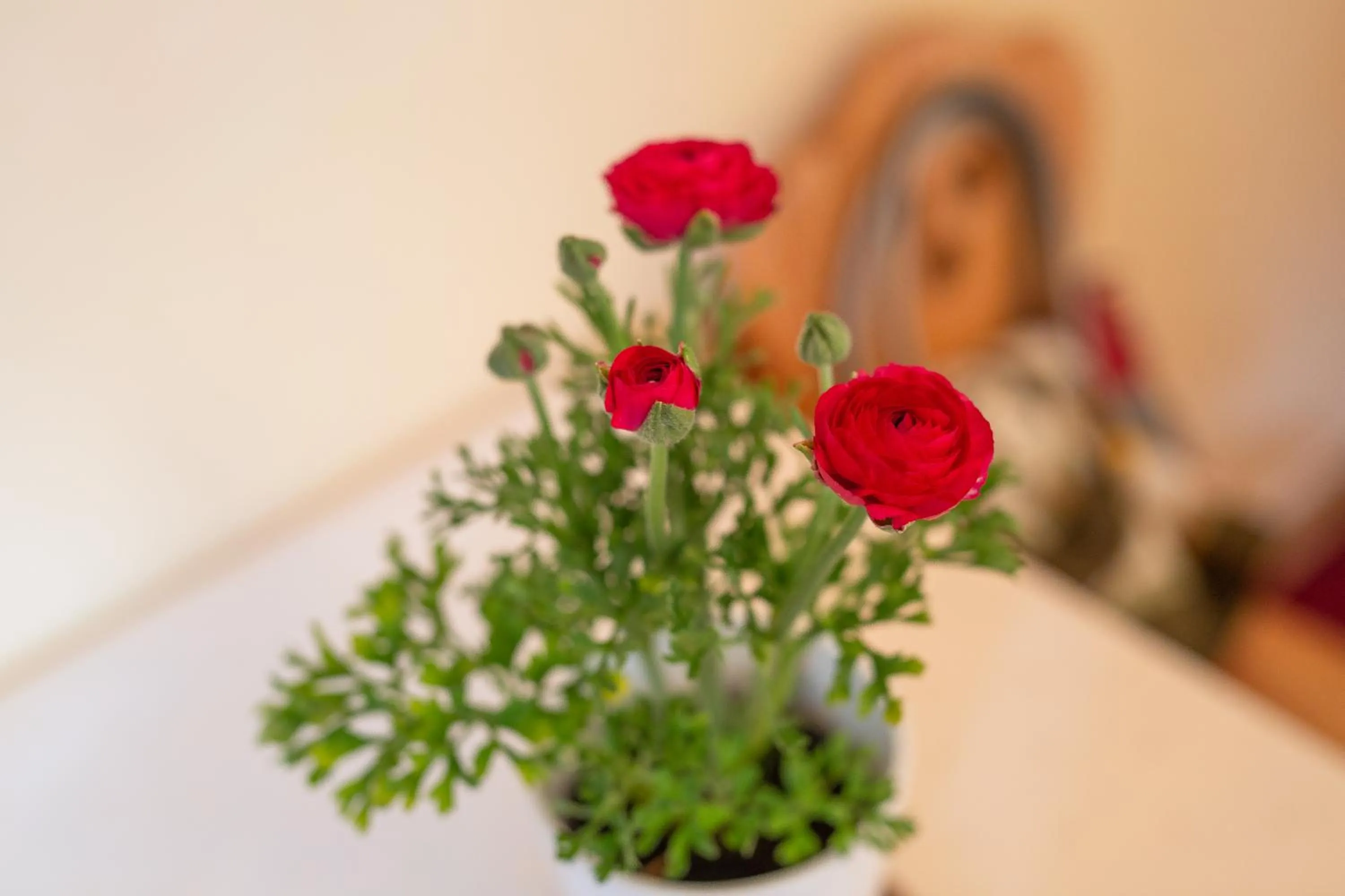 Summer, Bed in Willa Świdrówka