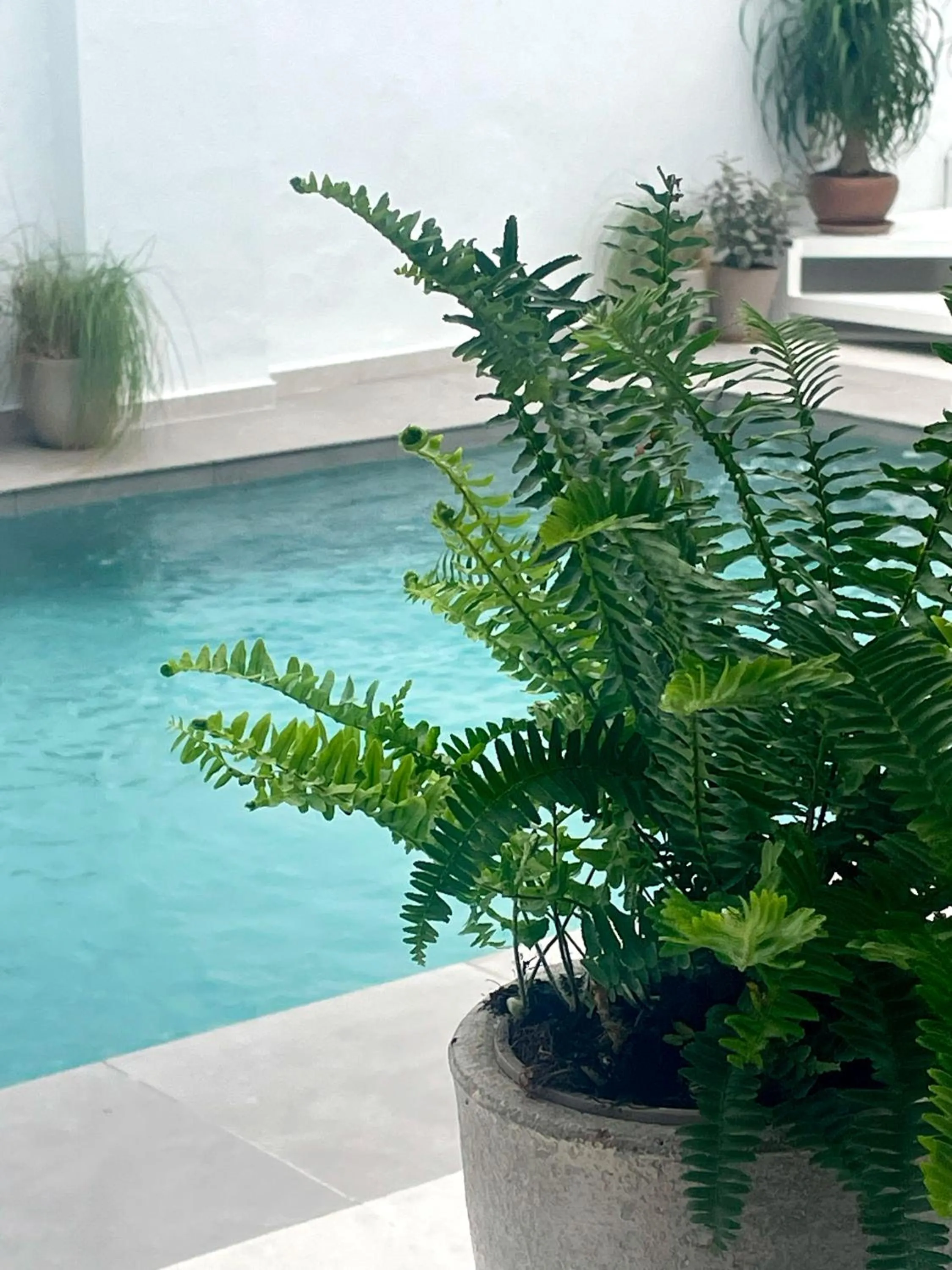 Swimming pool in Hotel Boutique Maram - Adults Only