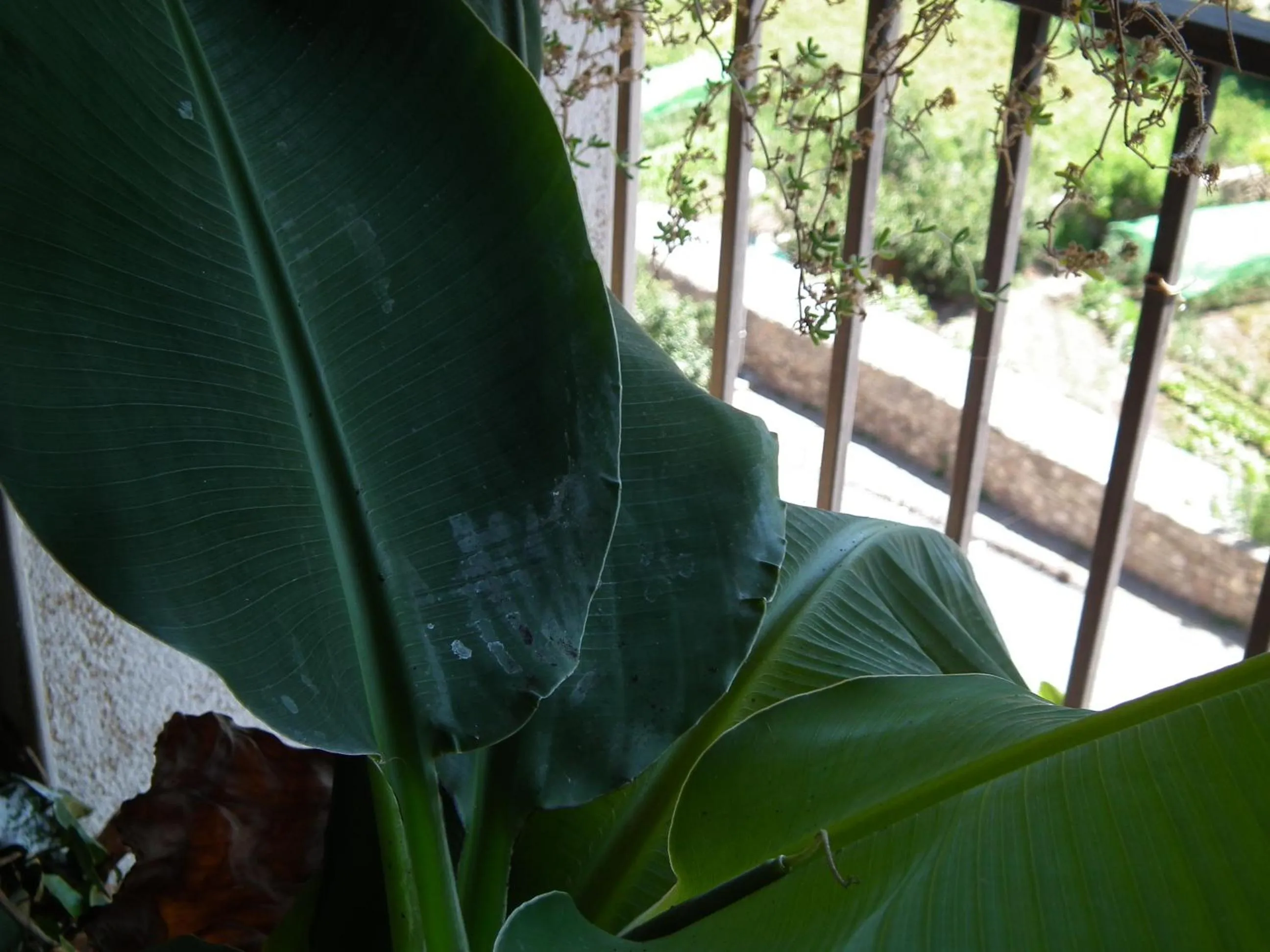 Patio in Casa Catharina