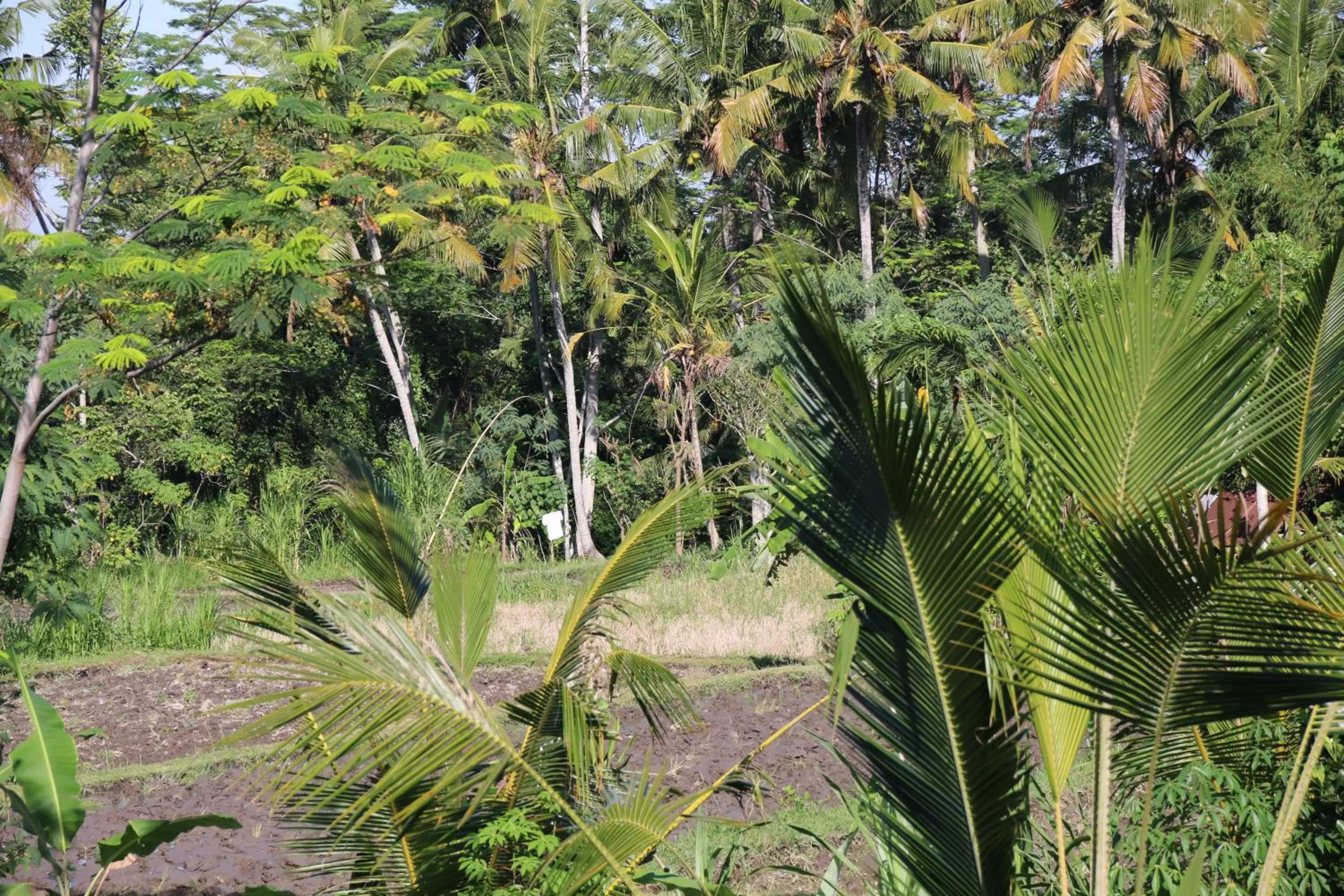 Natural landscape in Pesantian Villa and Warung