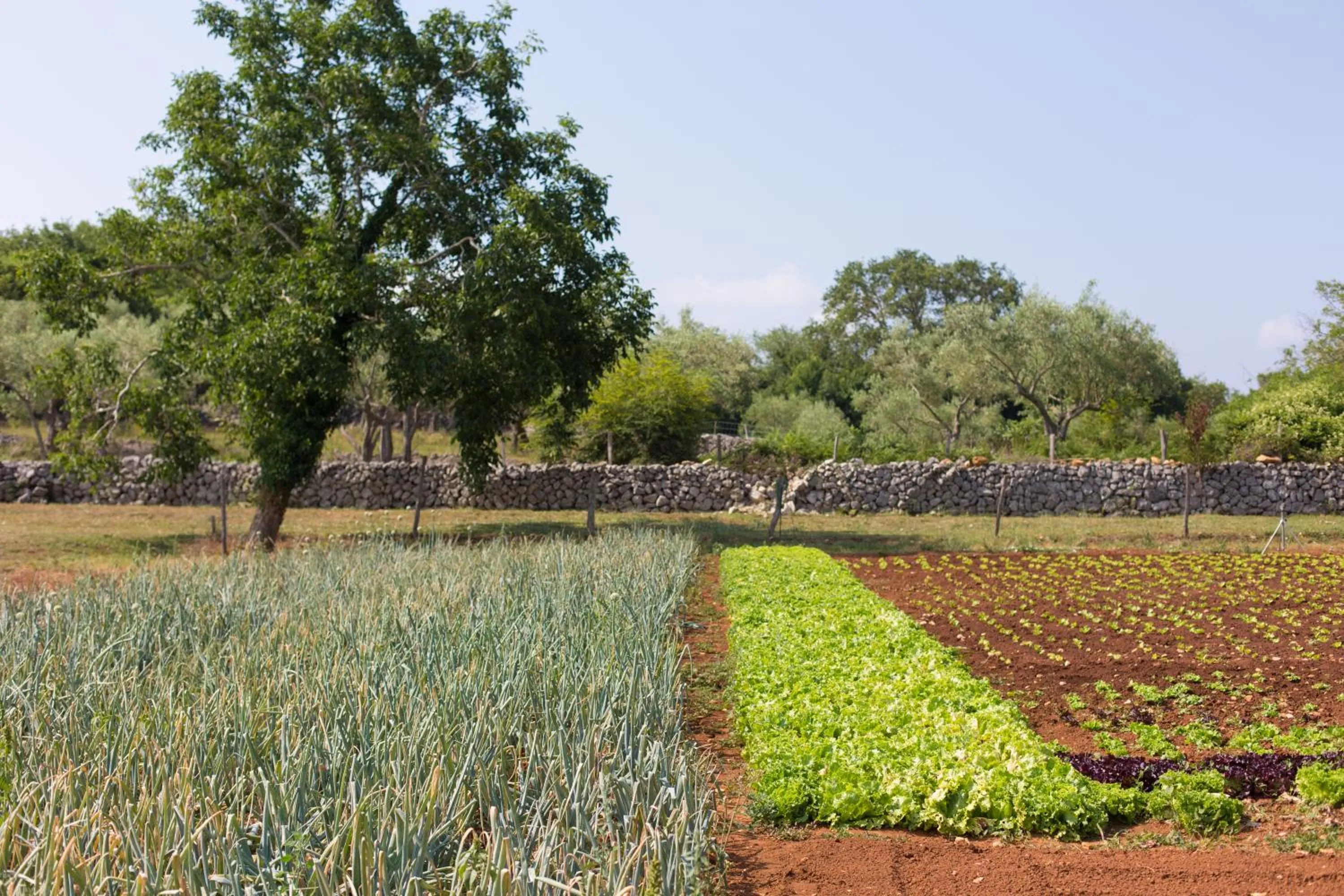 Food in Hotel Villa Margaret