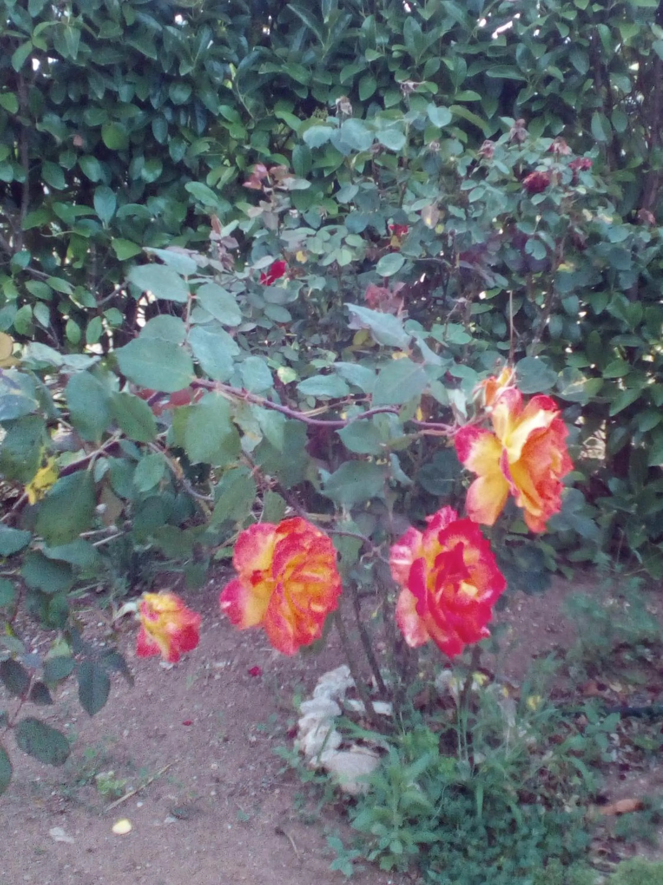 Garden in B&B Alicino