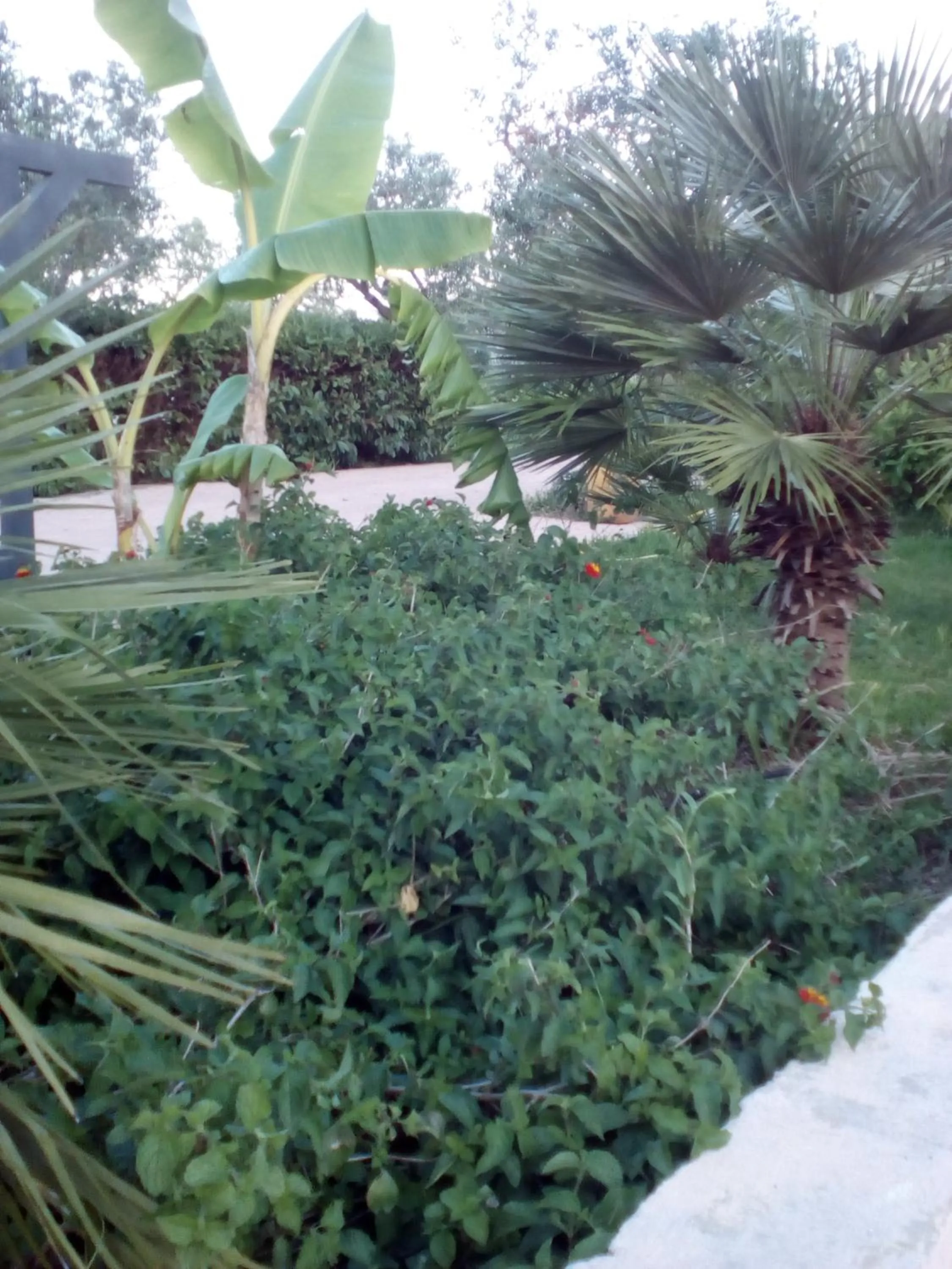 Garden in B&B Alicino