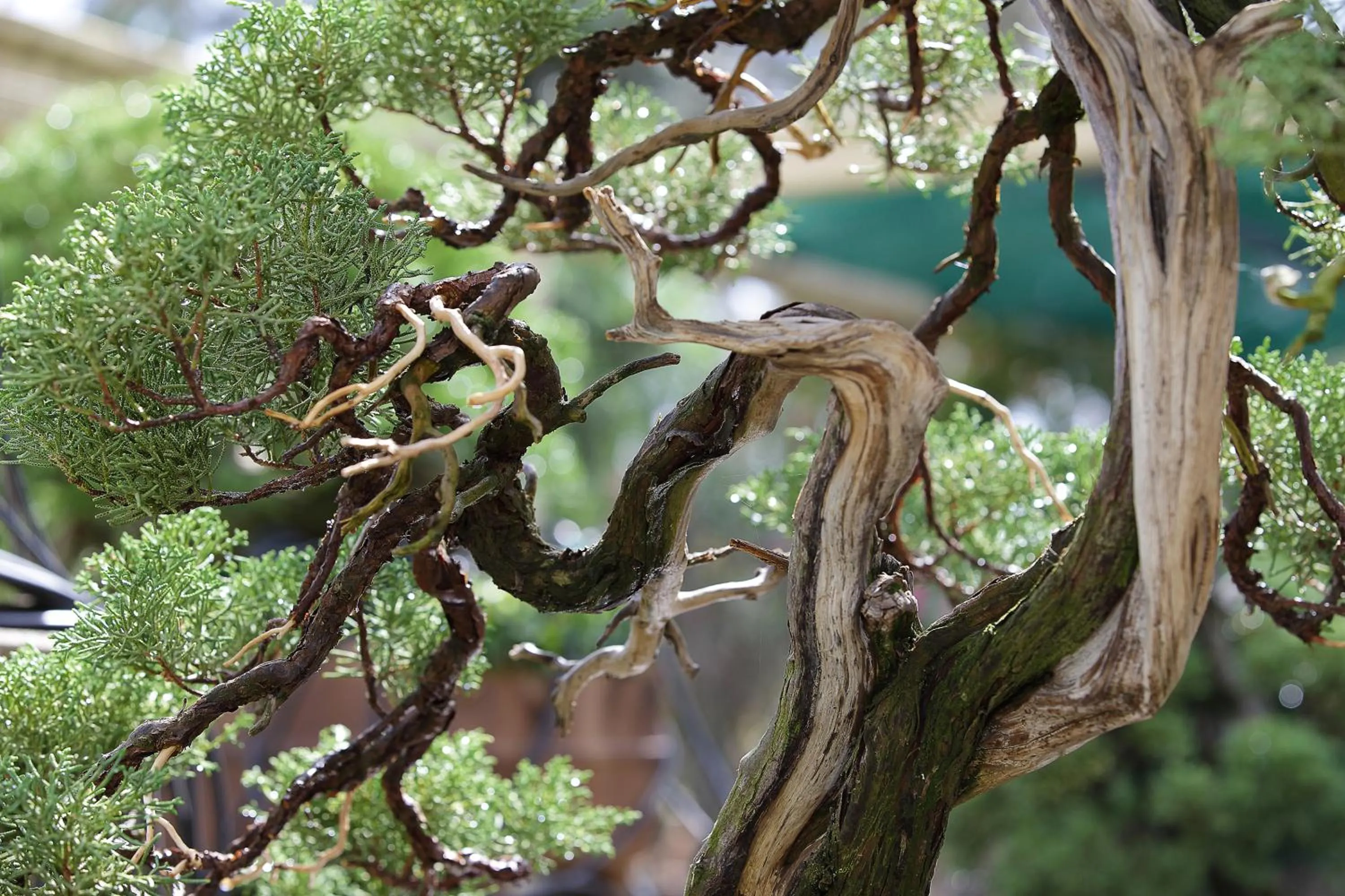 Natural landscape in Quinta das Eirinhas-Jardim de Bonsai