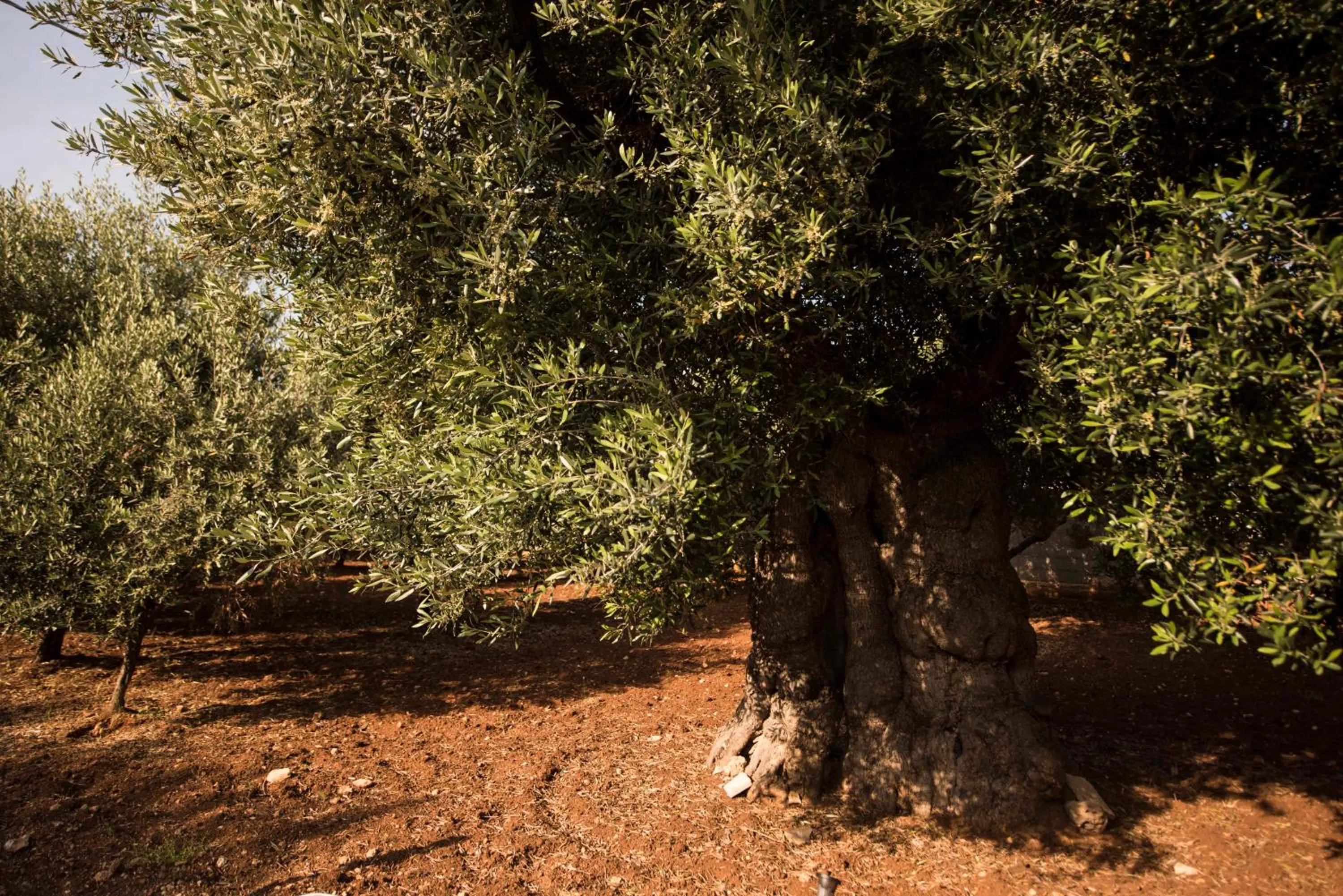 Garden in Residenza Il Sole