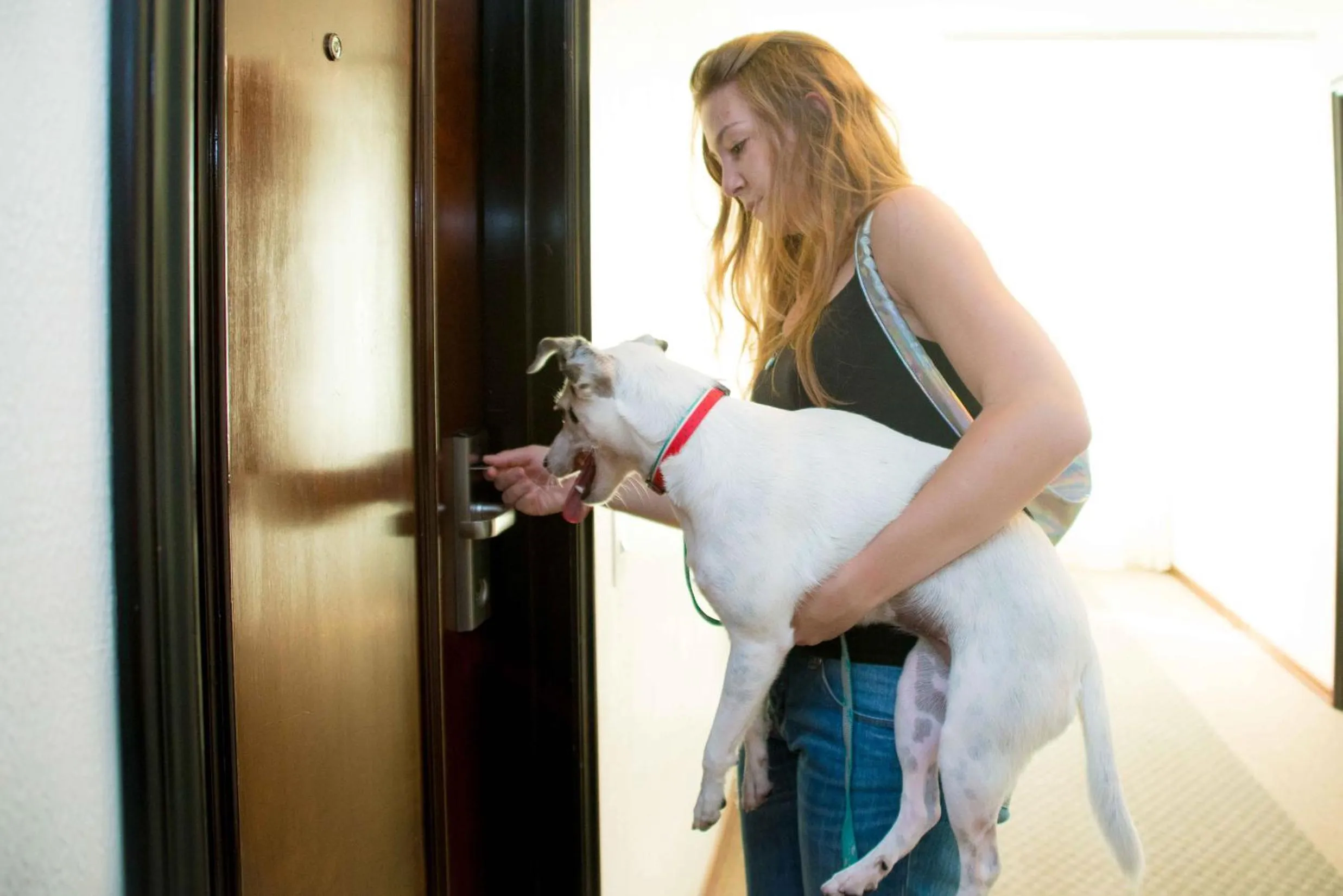 Pets in Plaza São Rafael Hotel