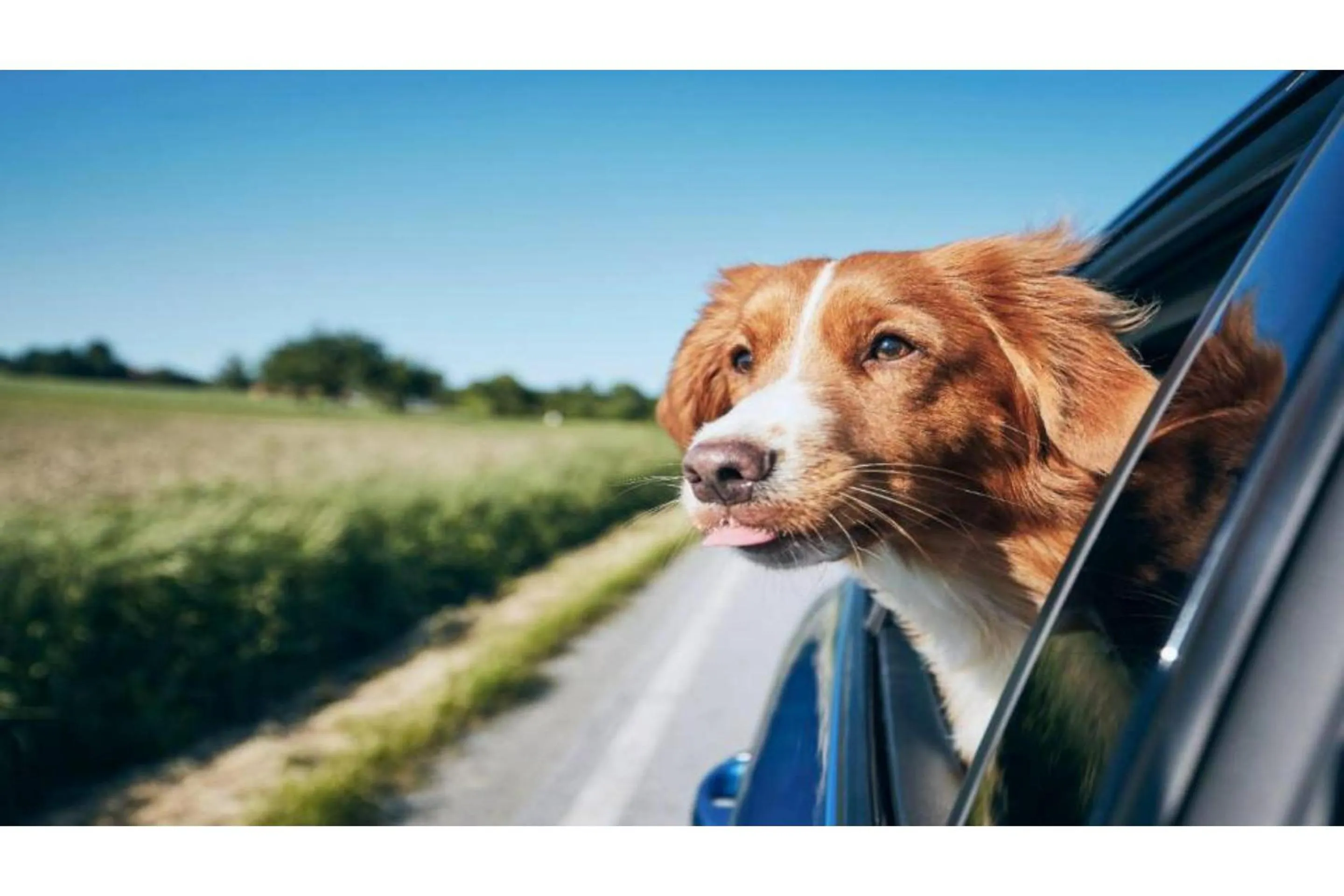 pet friendly in Capital O Sunset Waves
