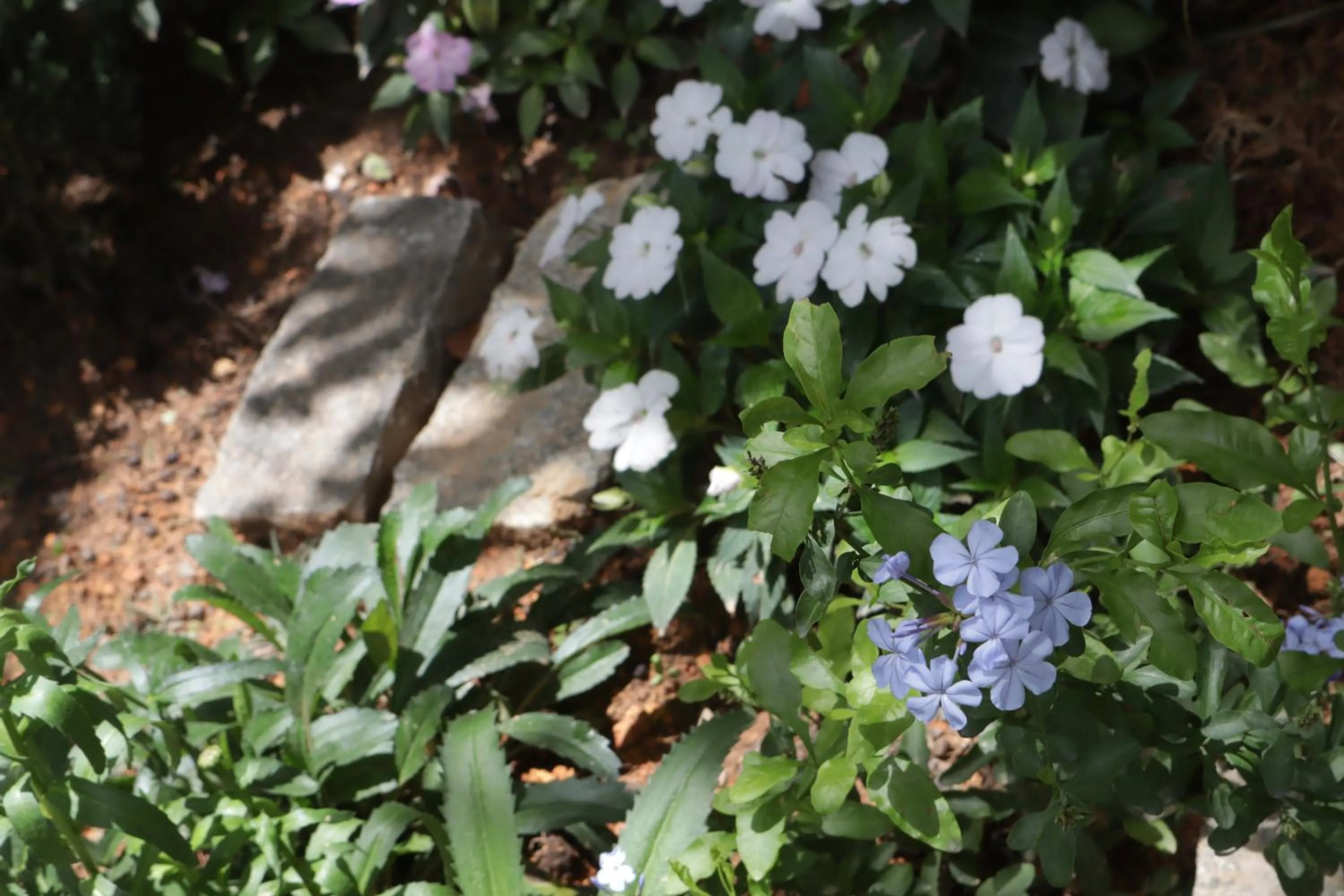 Spring in Hoang Loc Villa