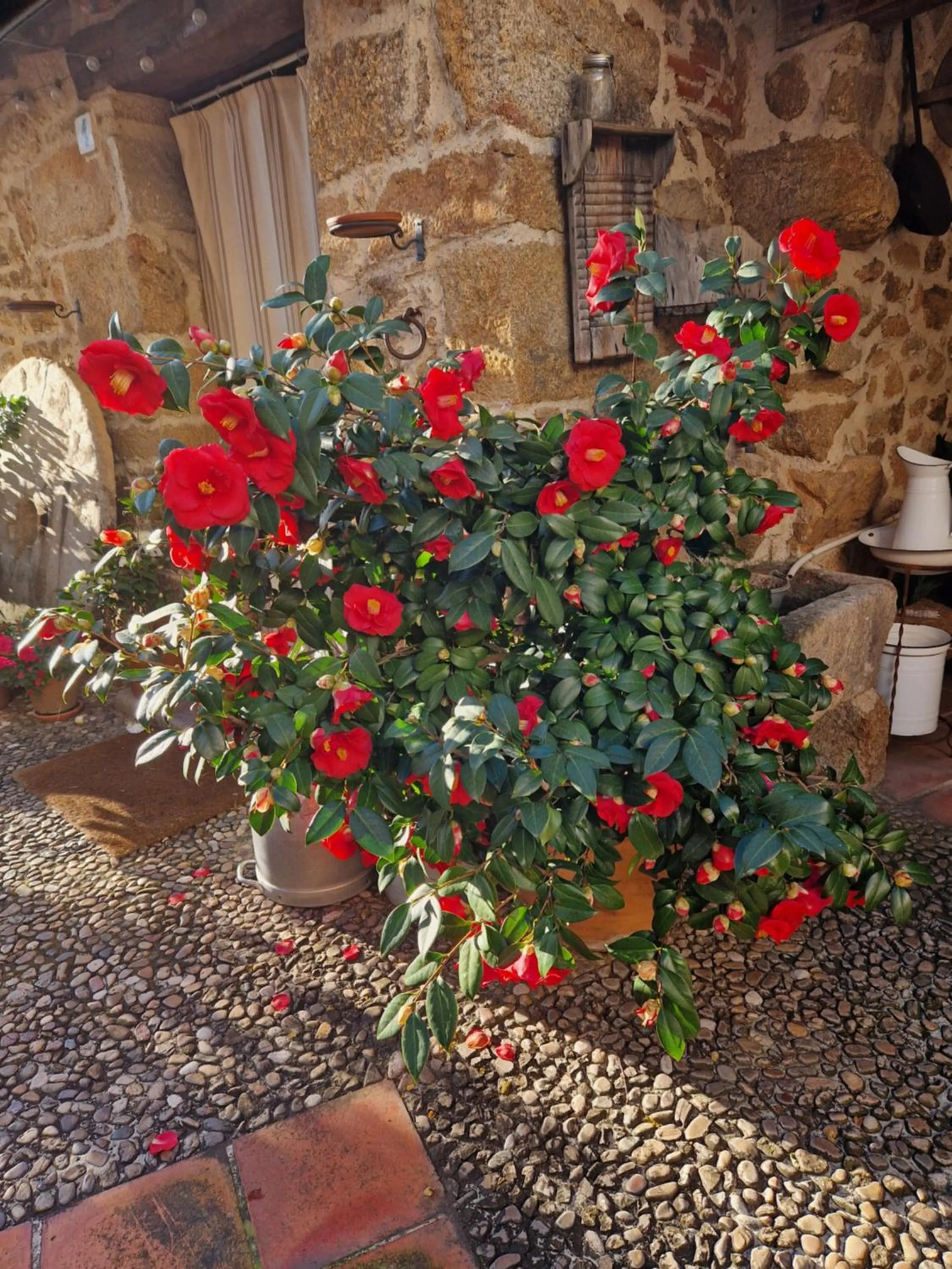 Patio in El Atalanto