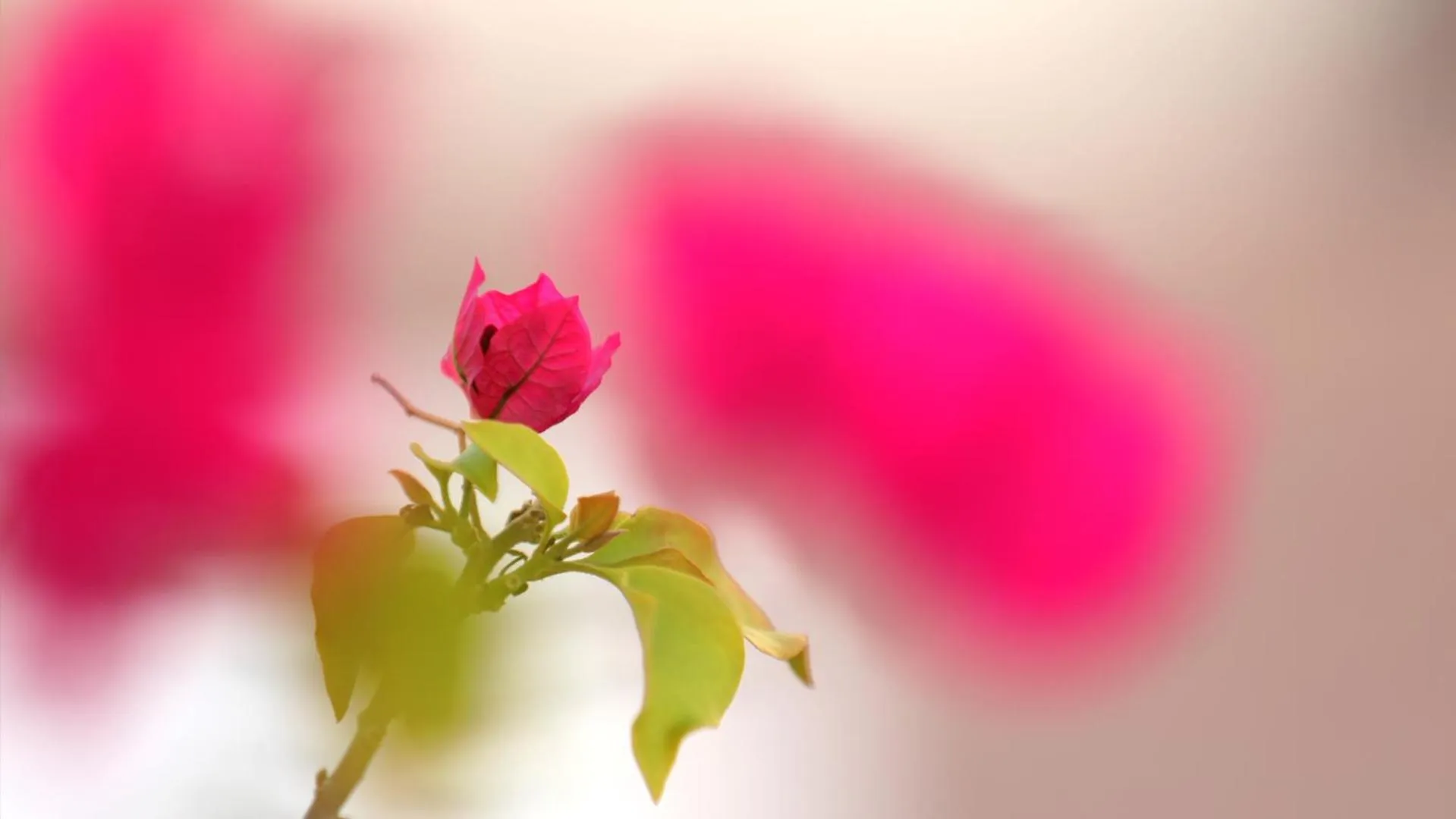 Natural landscape in Remas Hotel Suites - Al Khoudh, Seeb, Muscat