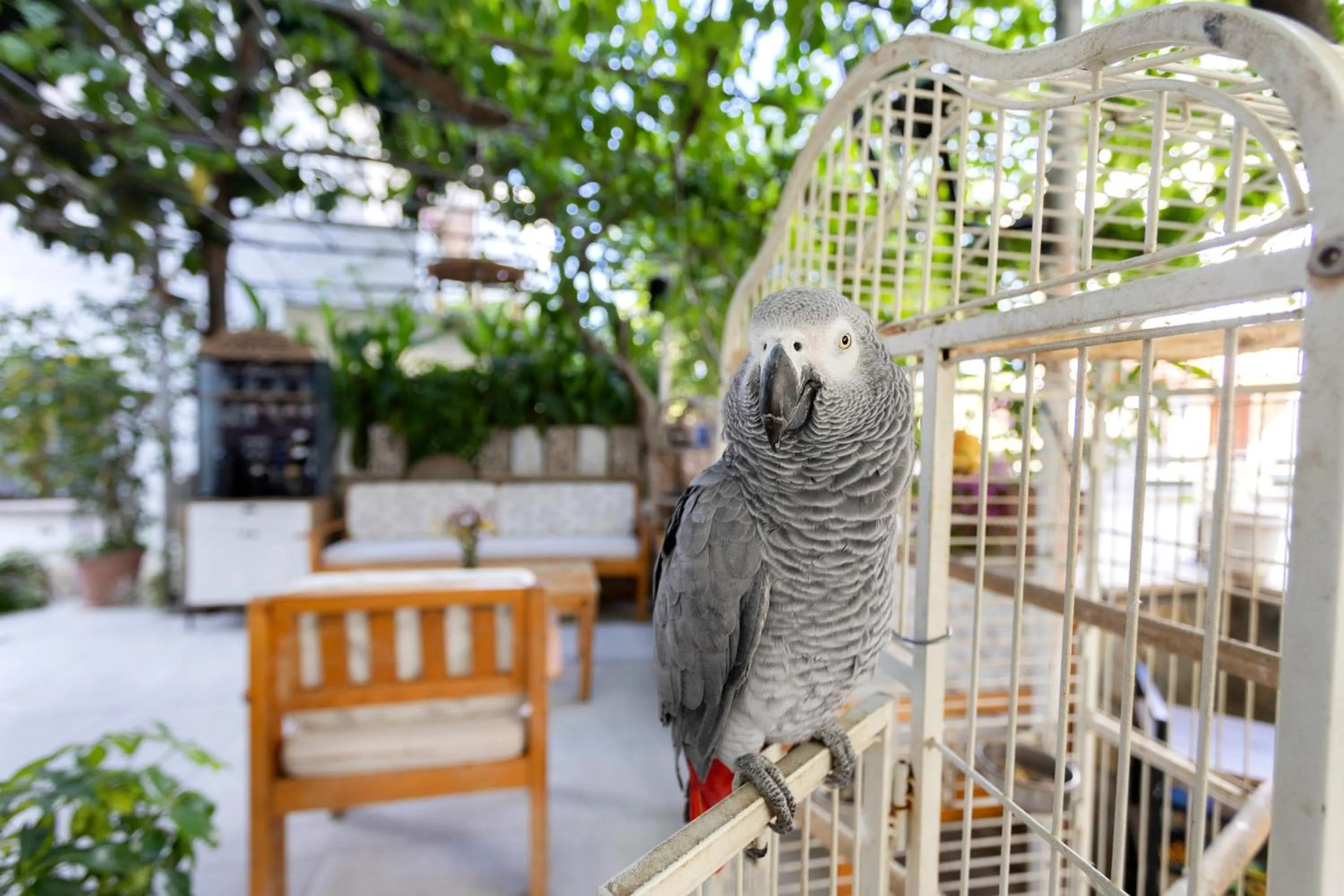 Animals in Kaya Apart Datca