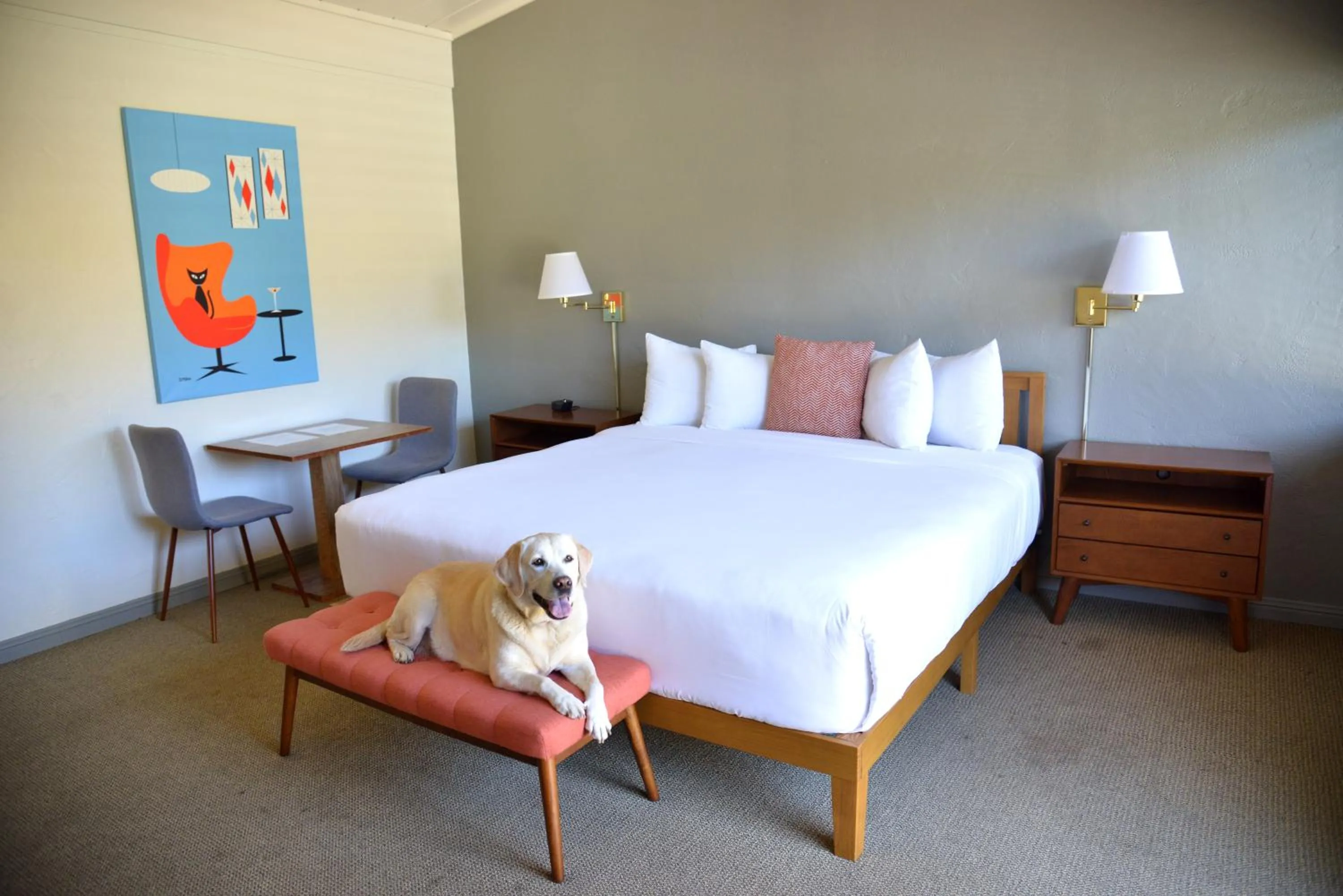 pet friendly, Bed in Contenta Inn