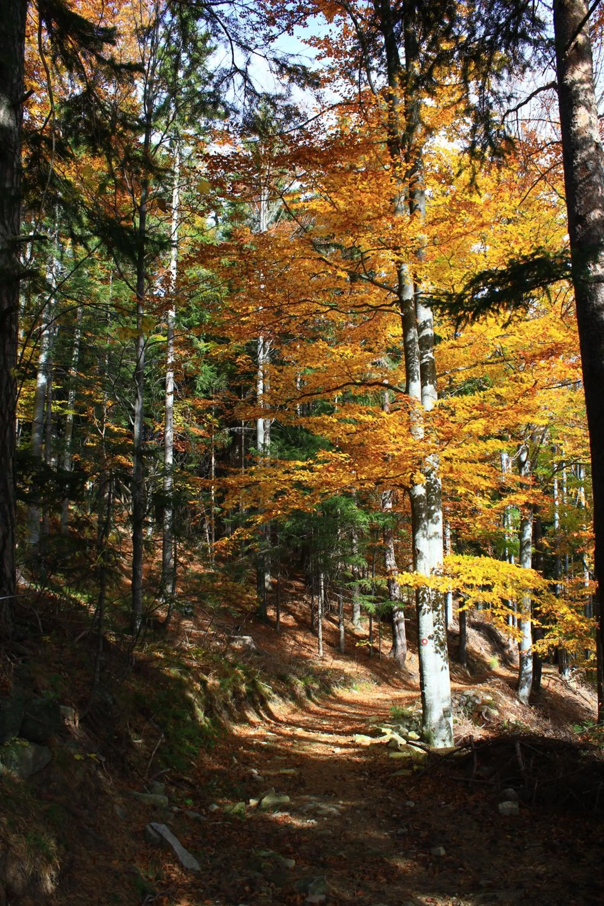 Natural landscape in Apartmaji Sitar