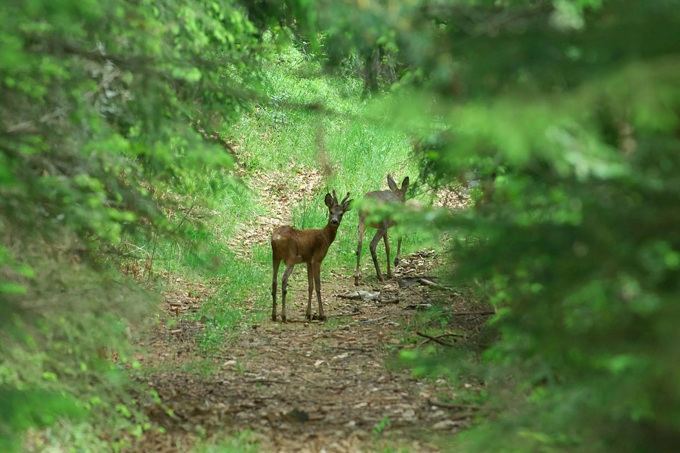 Hiking in Apartmaji Sitar