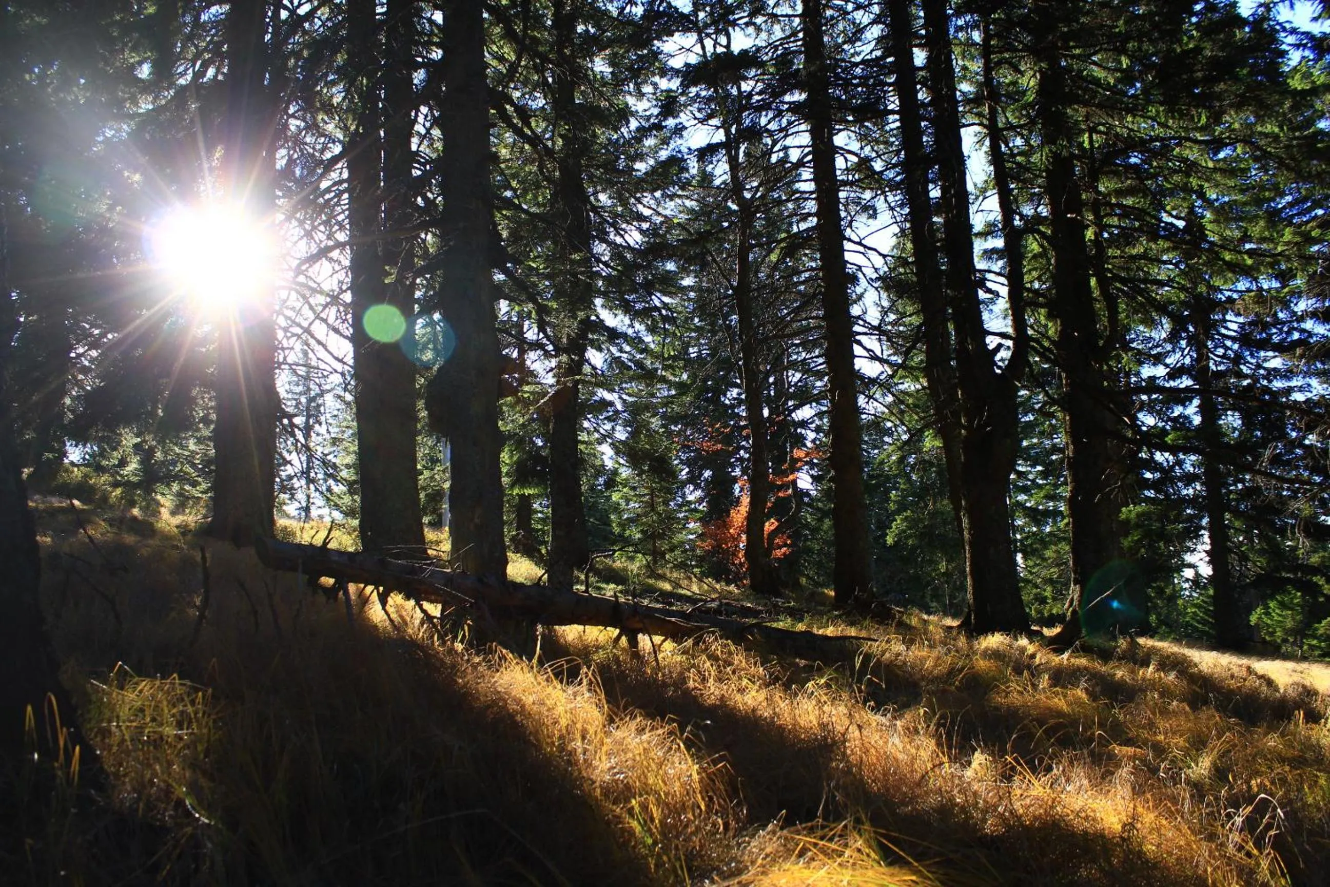 Off site in Apartmaji Sitar