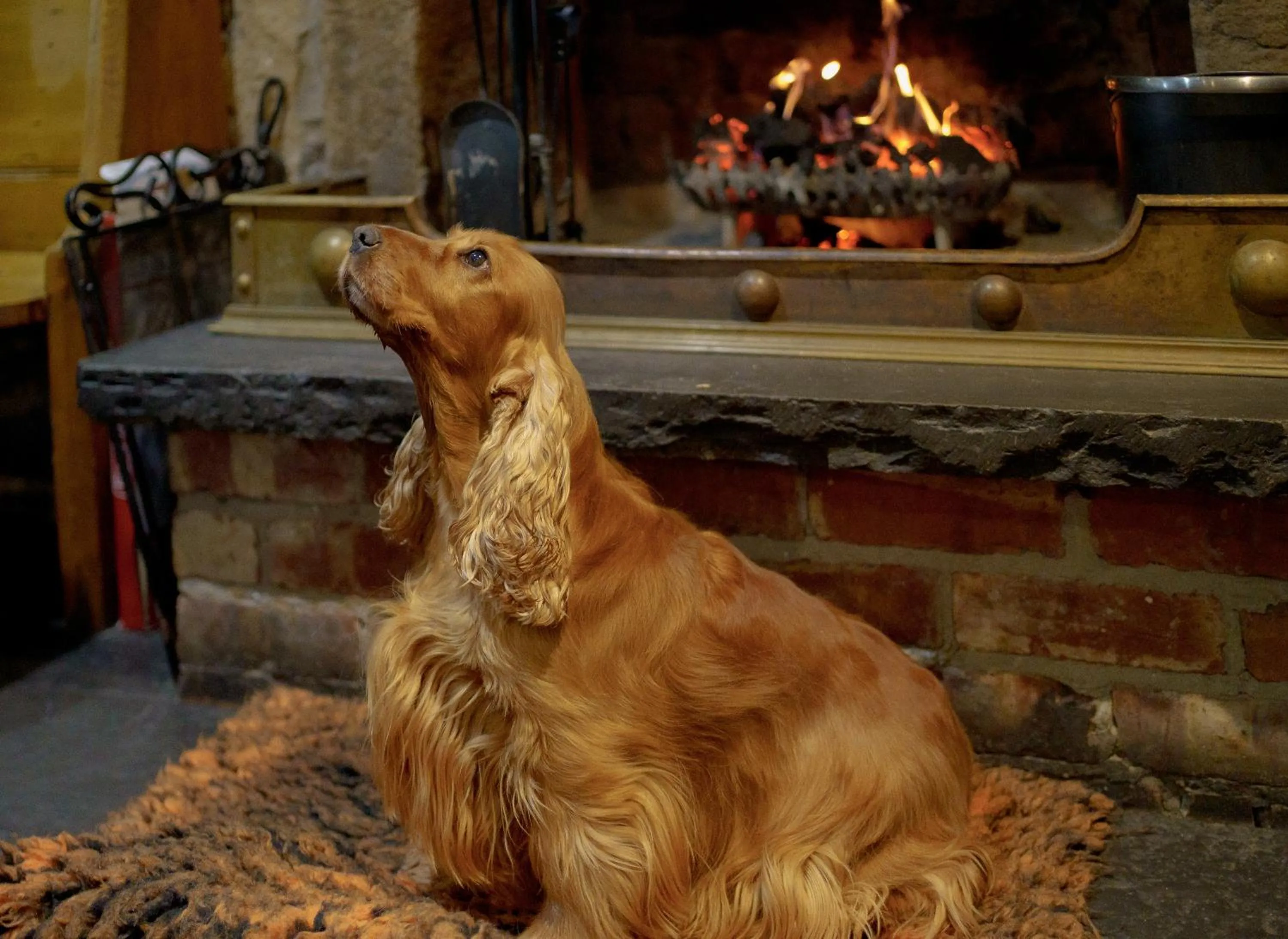 Pets in Oyster Inn Connel