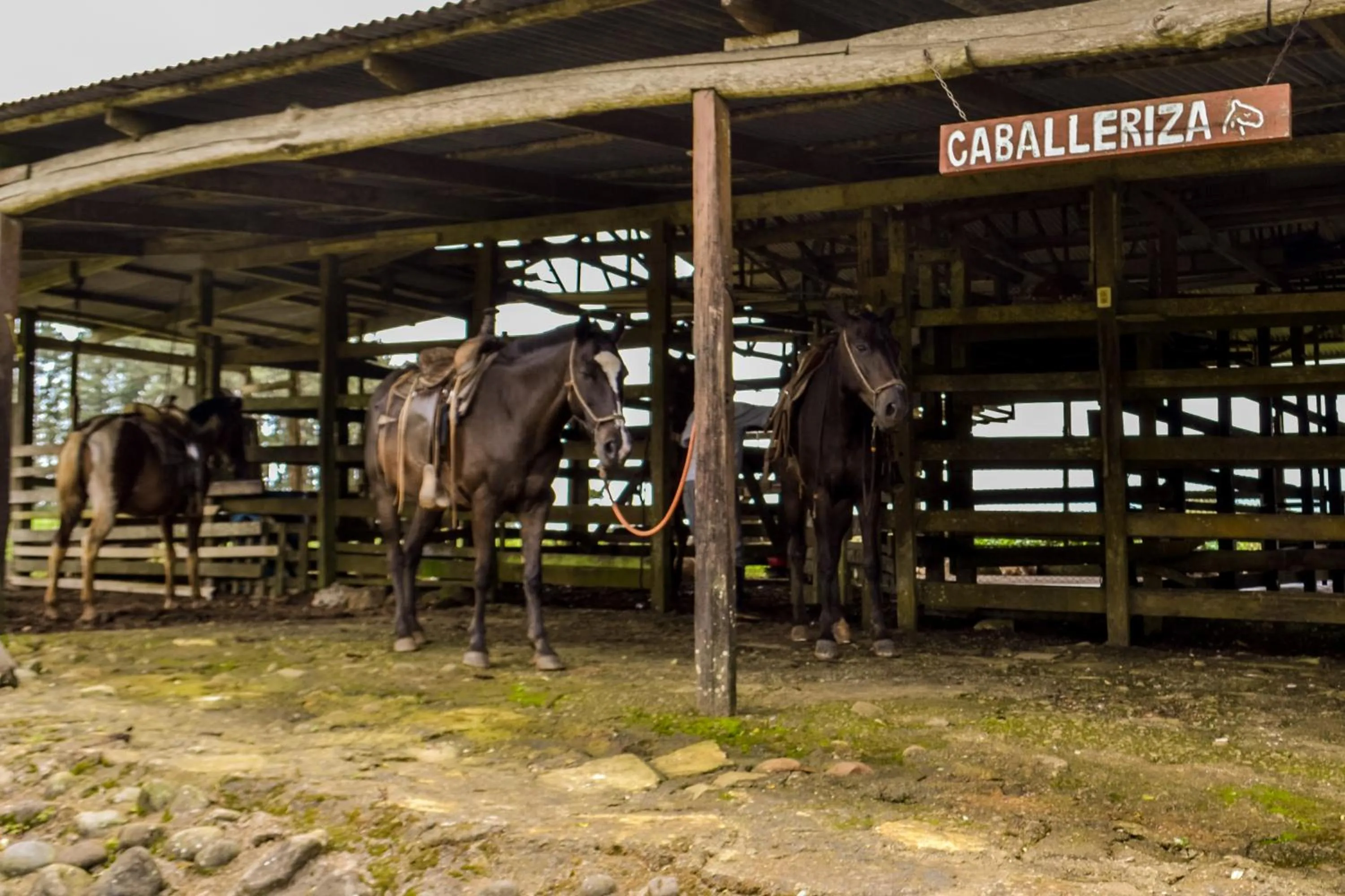 Animals in Termales del Bosque & Hot Springs