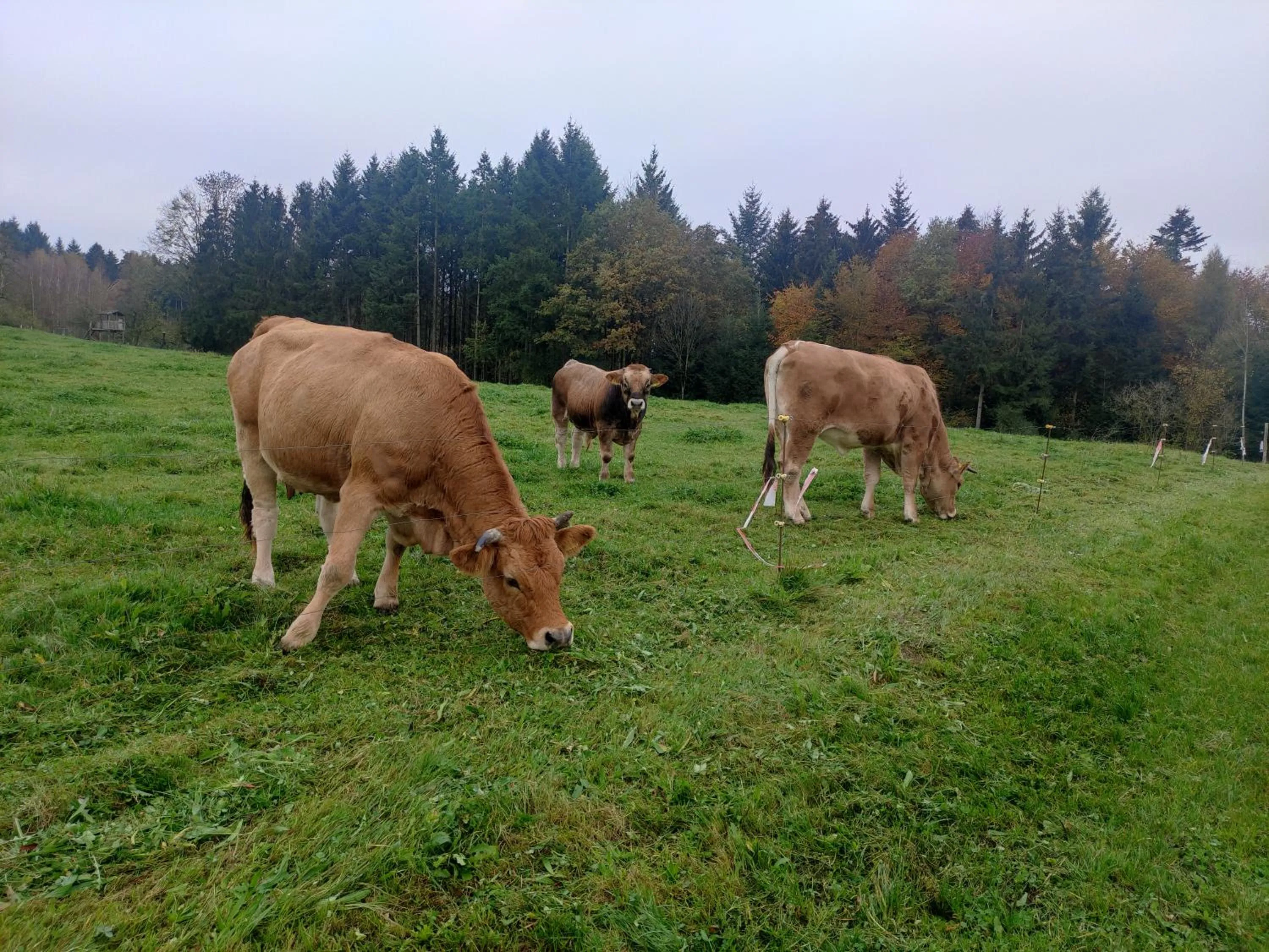 Animals in Haus Lindenfeld
