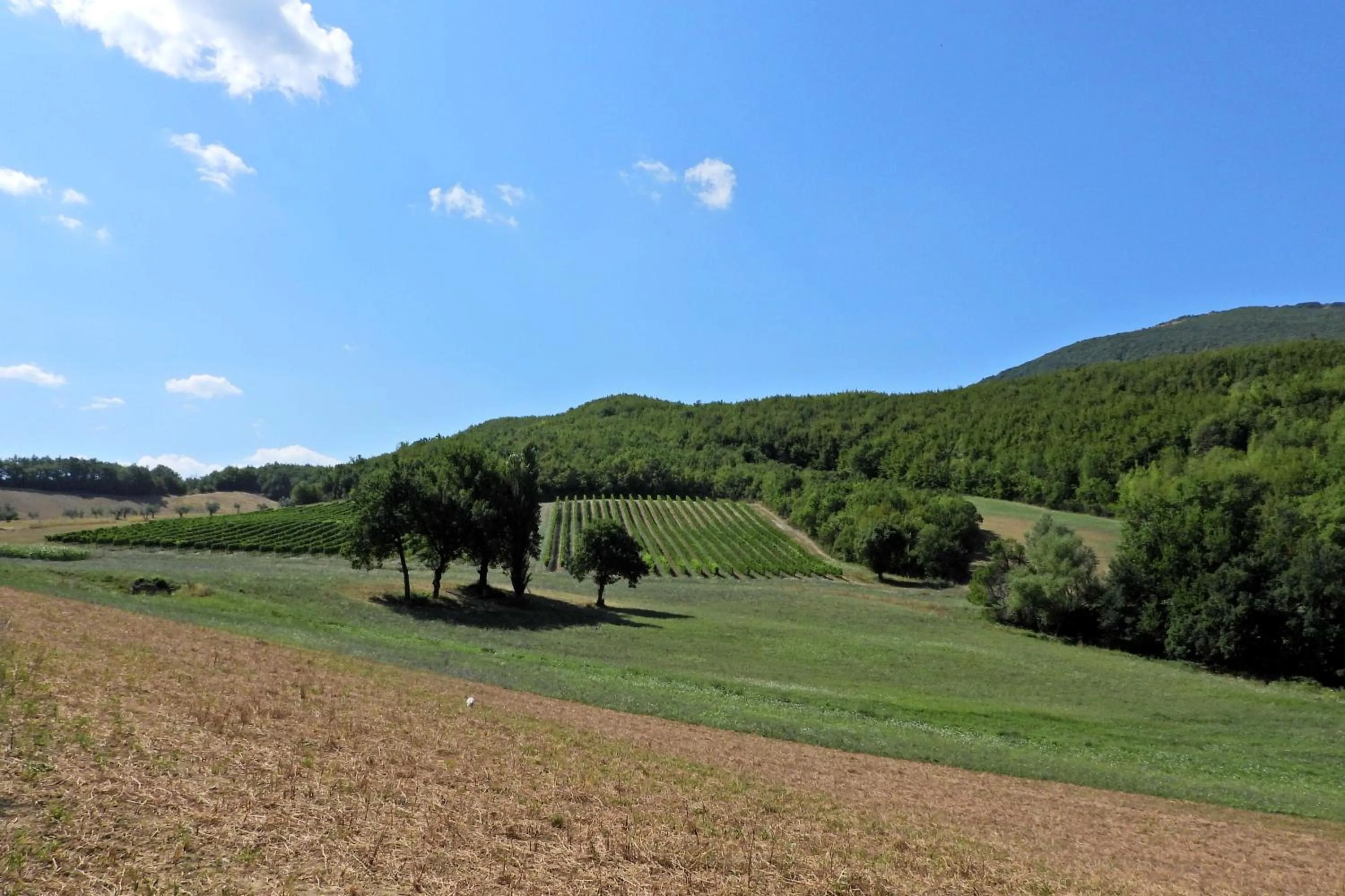 Natural landscape in Agriturismo Colle Casini Cortesi