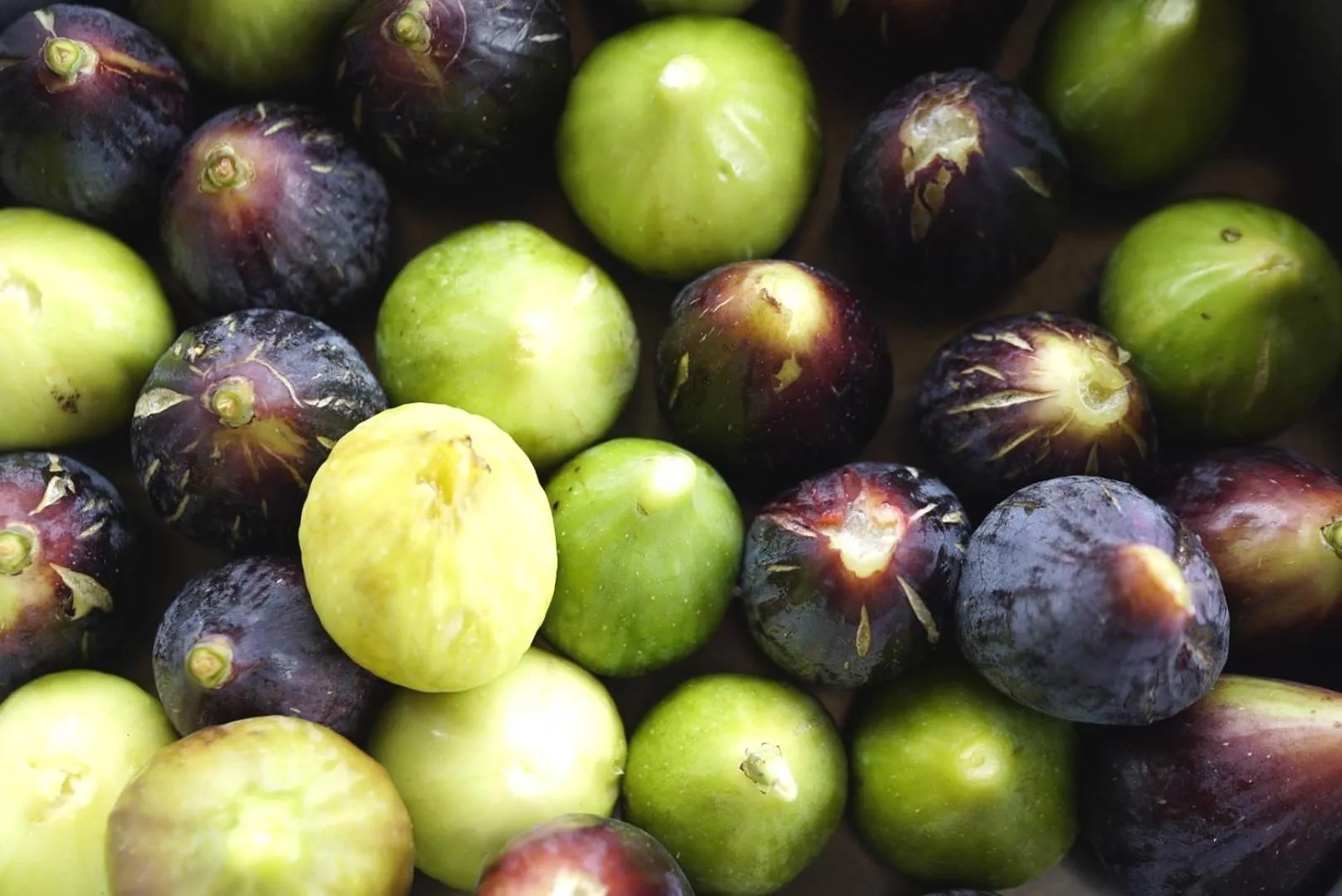 Food and drinks in Agriturismo Colle Casini Cortesi