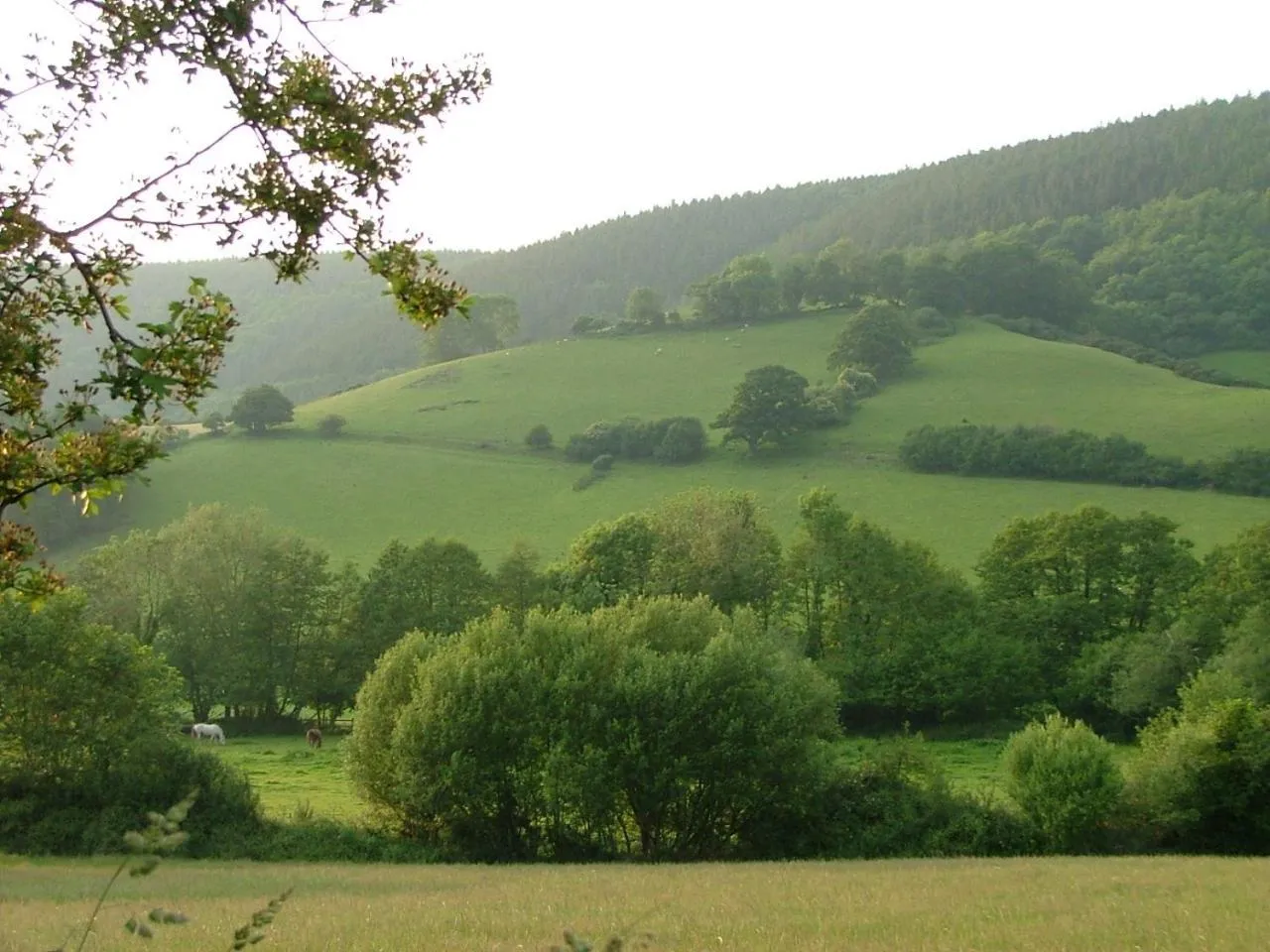 Natural landscape in The Old House