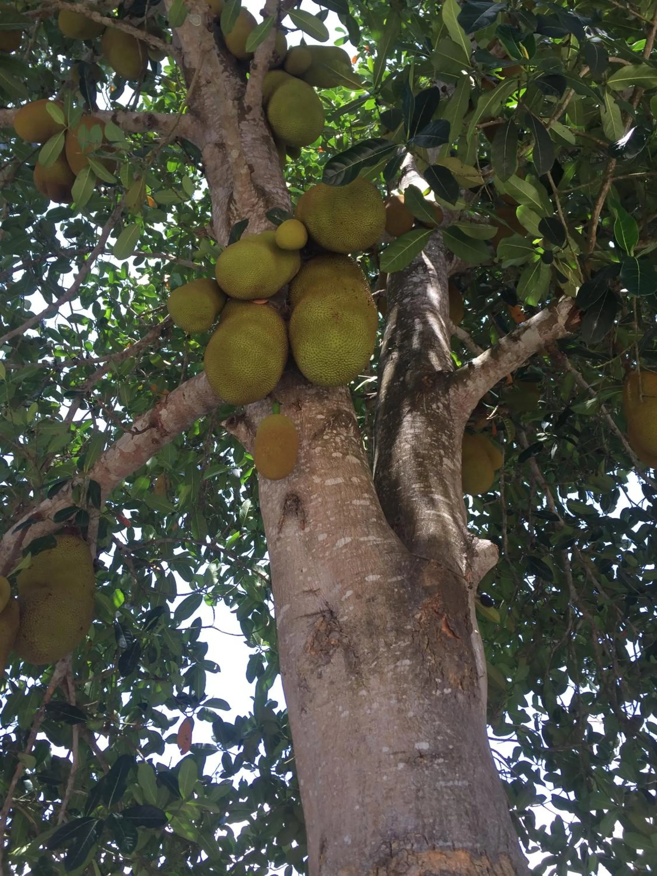 Other in Oceanic Bay Hotel & Resort