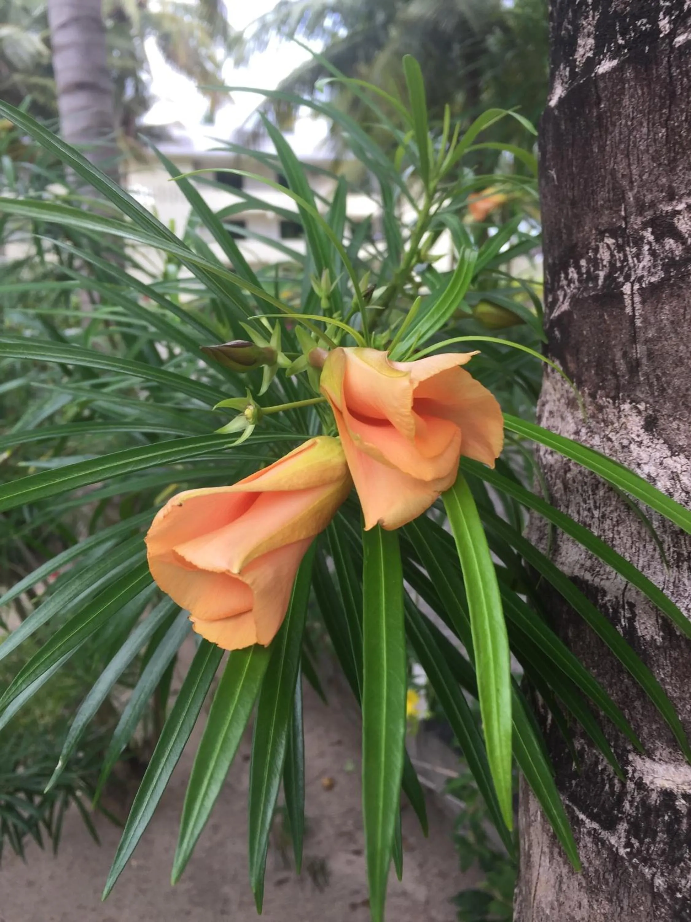 Garden in Oceanic Bay Hotel & Resort