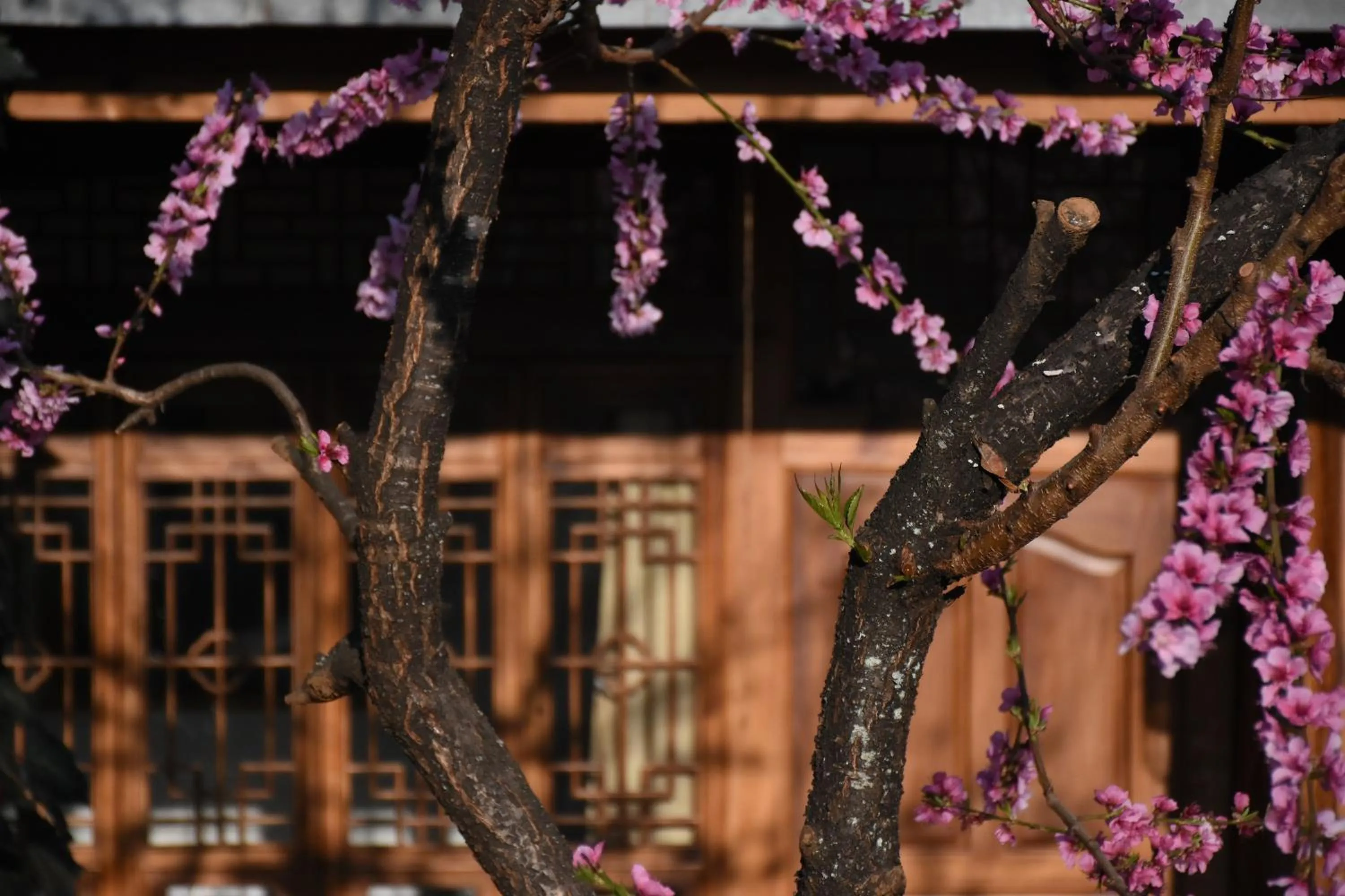 Tourist Courtyard Hotel