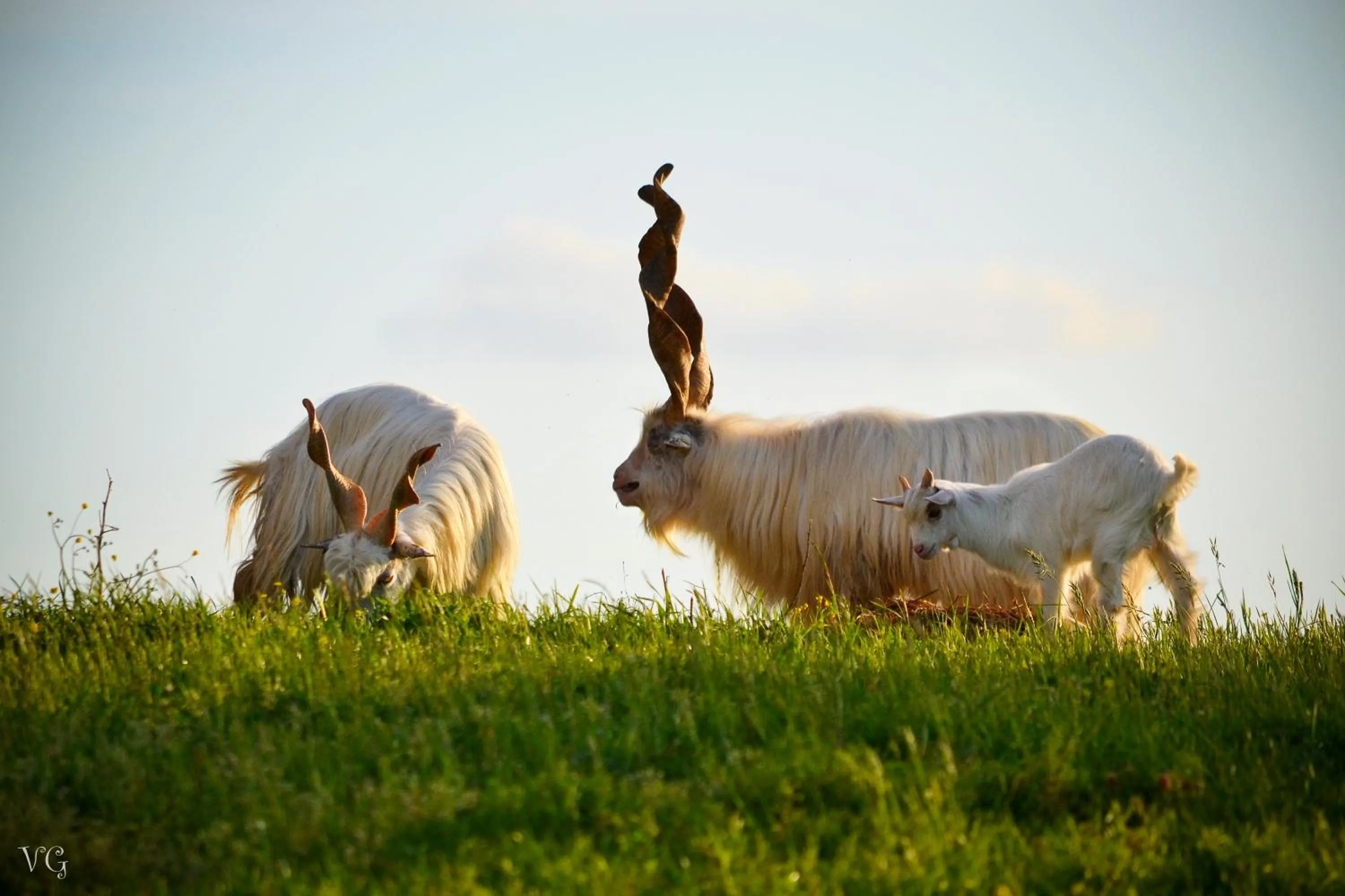 Pets in Podere Suvignano