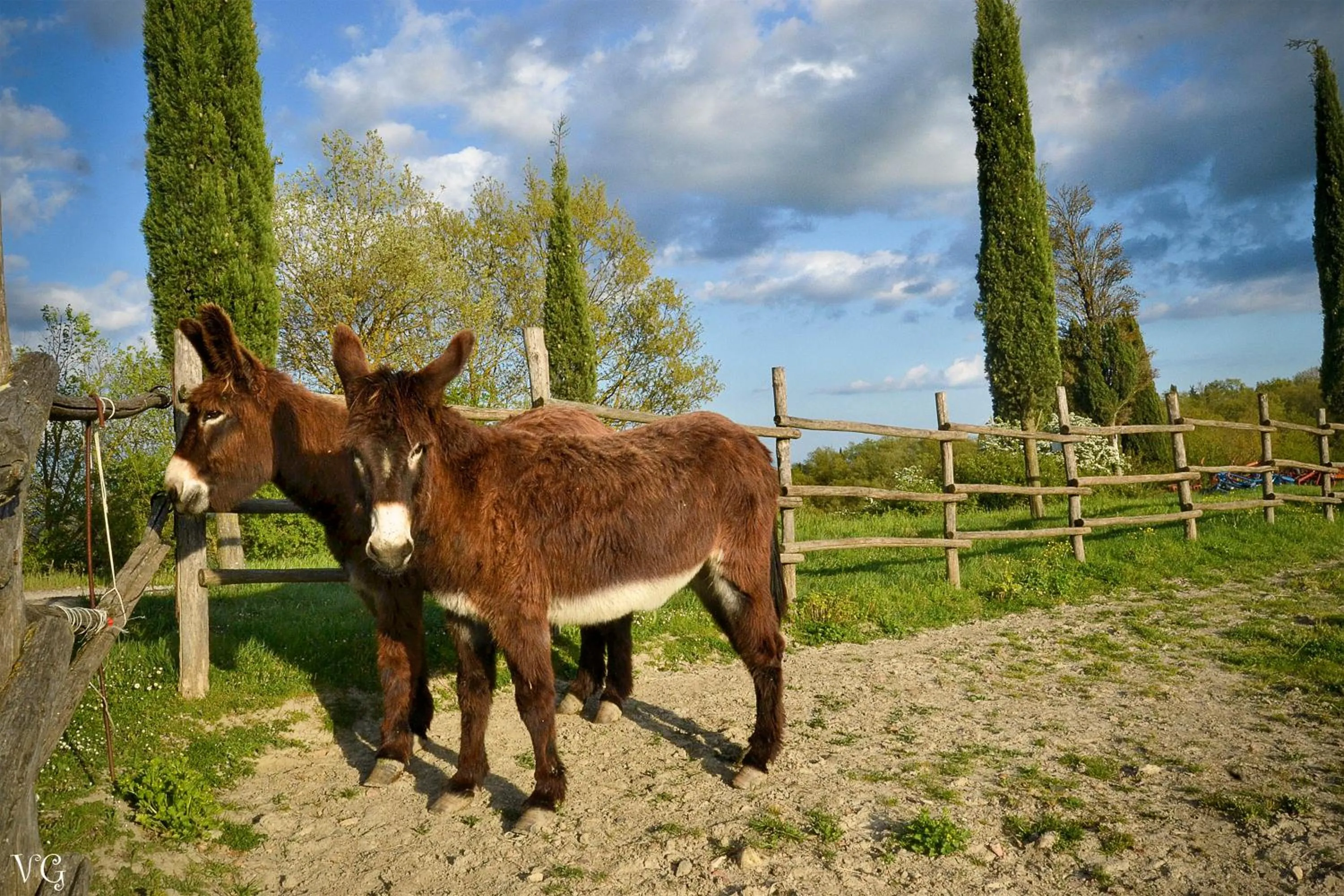Pets in Podere Suvignano