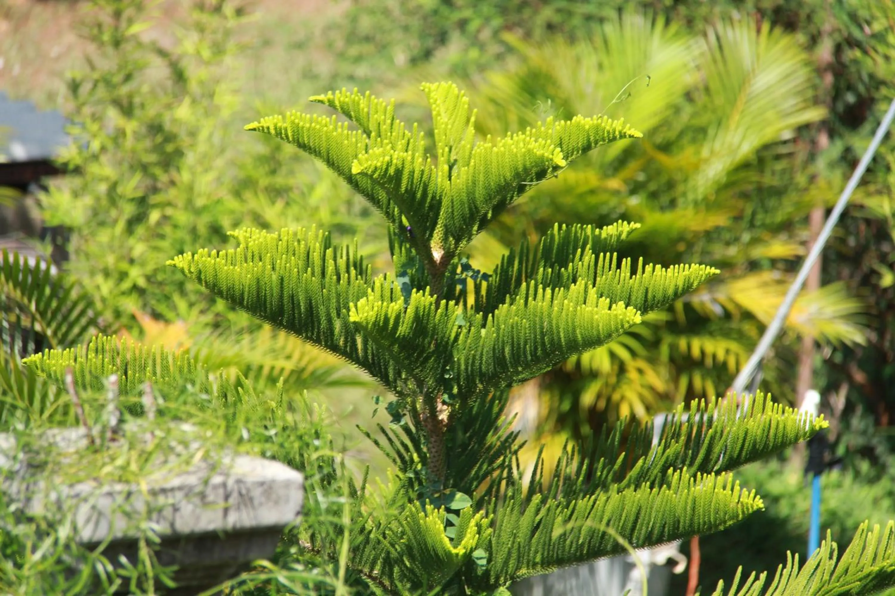 Garden in Anura Guest Inn