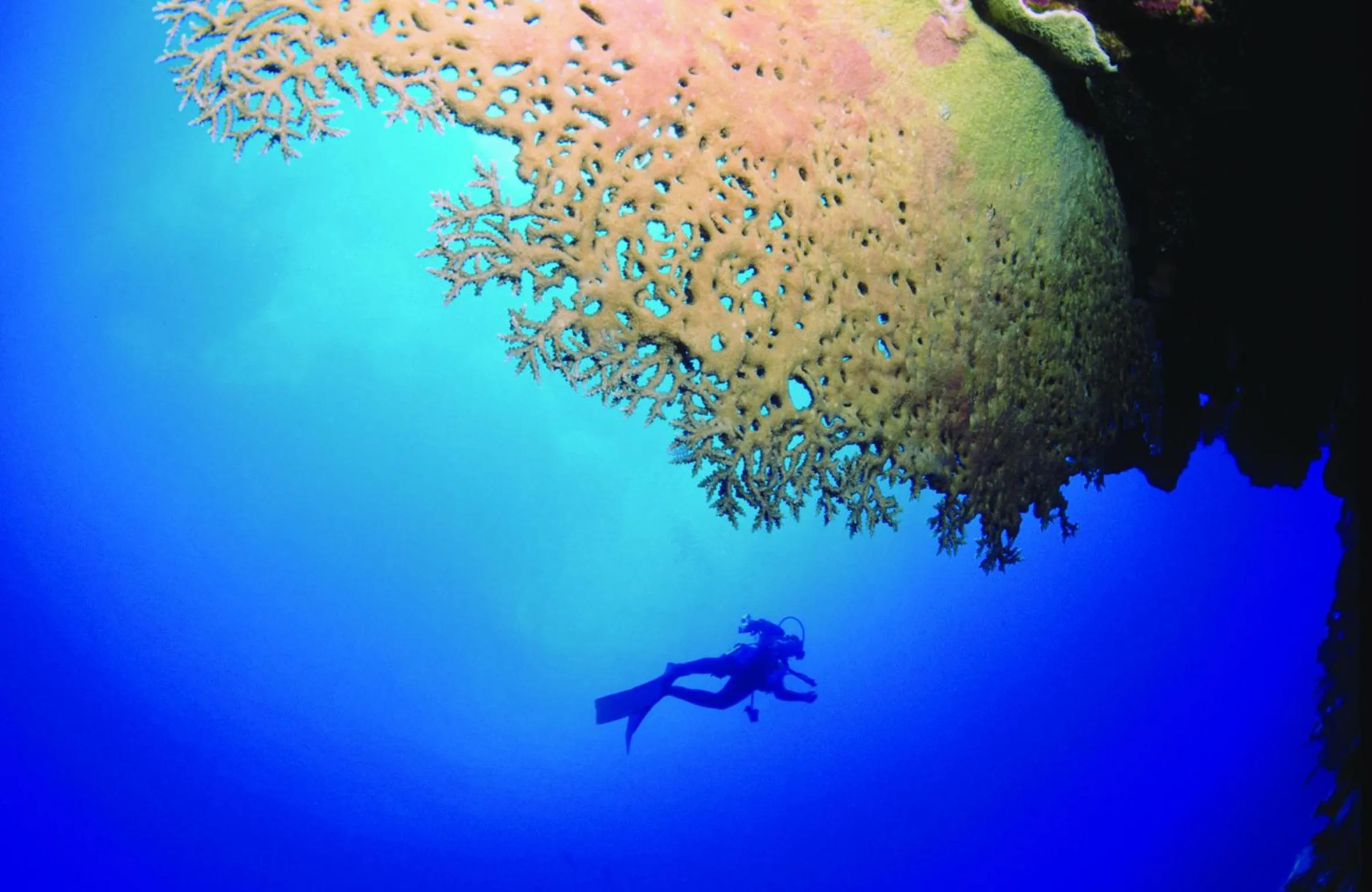 Diving in Chez Ronald Guest House