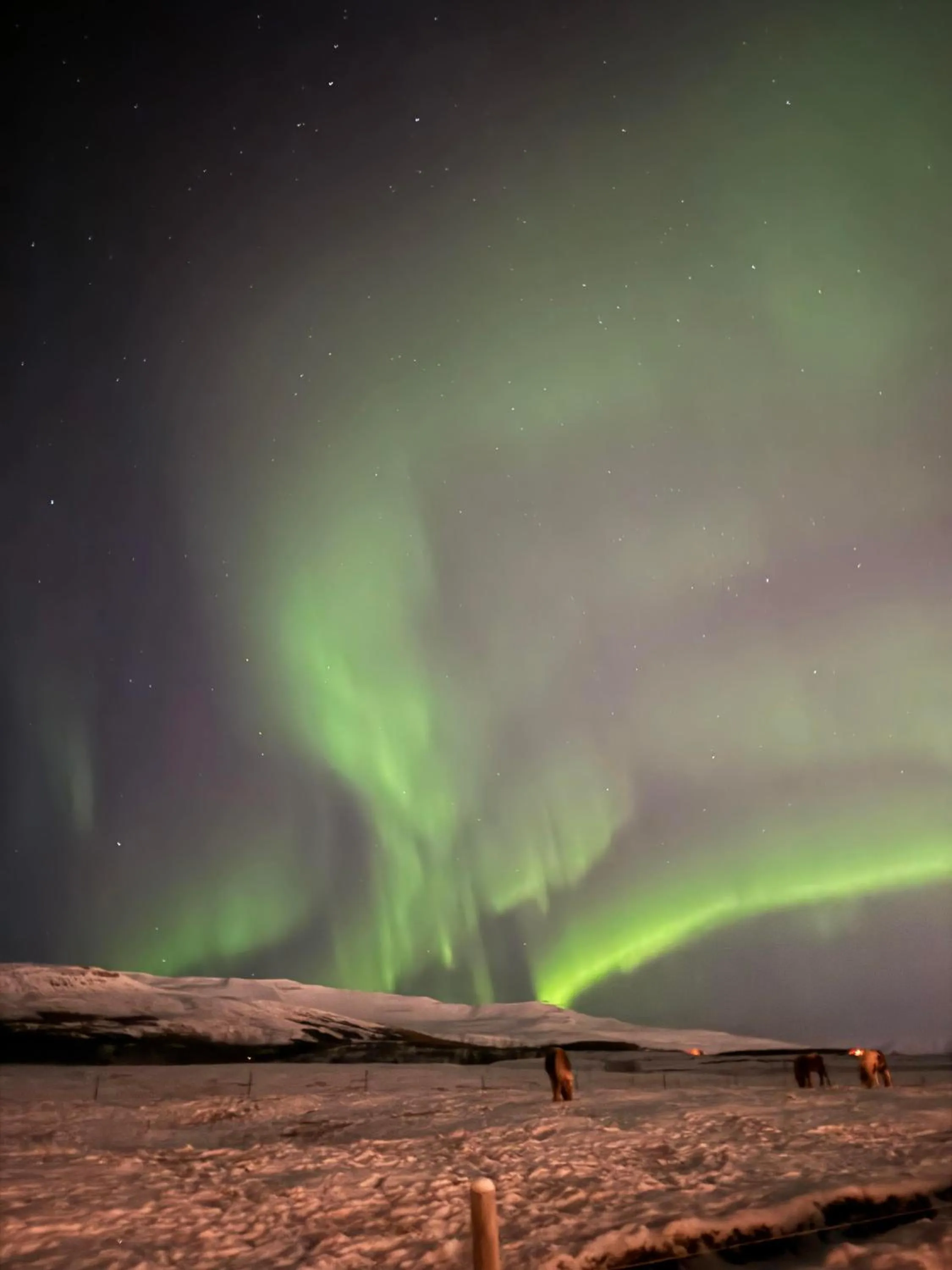 Night in Hotel Kjarnalundur- Aurora Dream - Lodges and Rooms