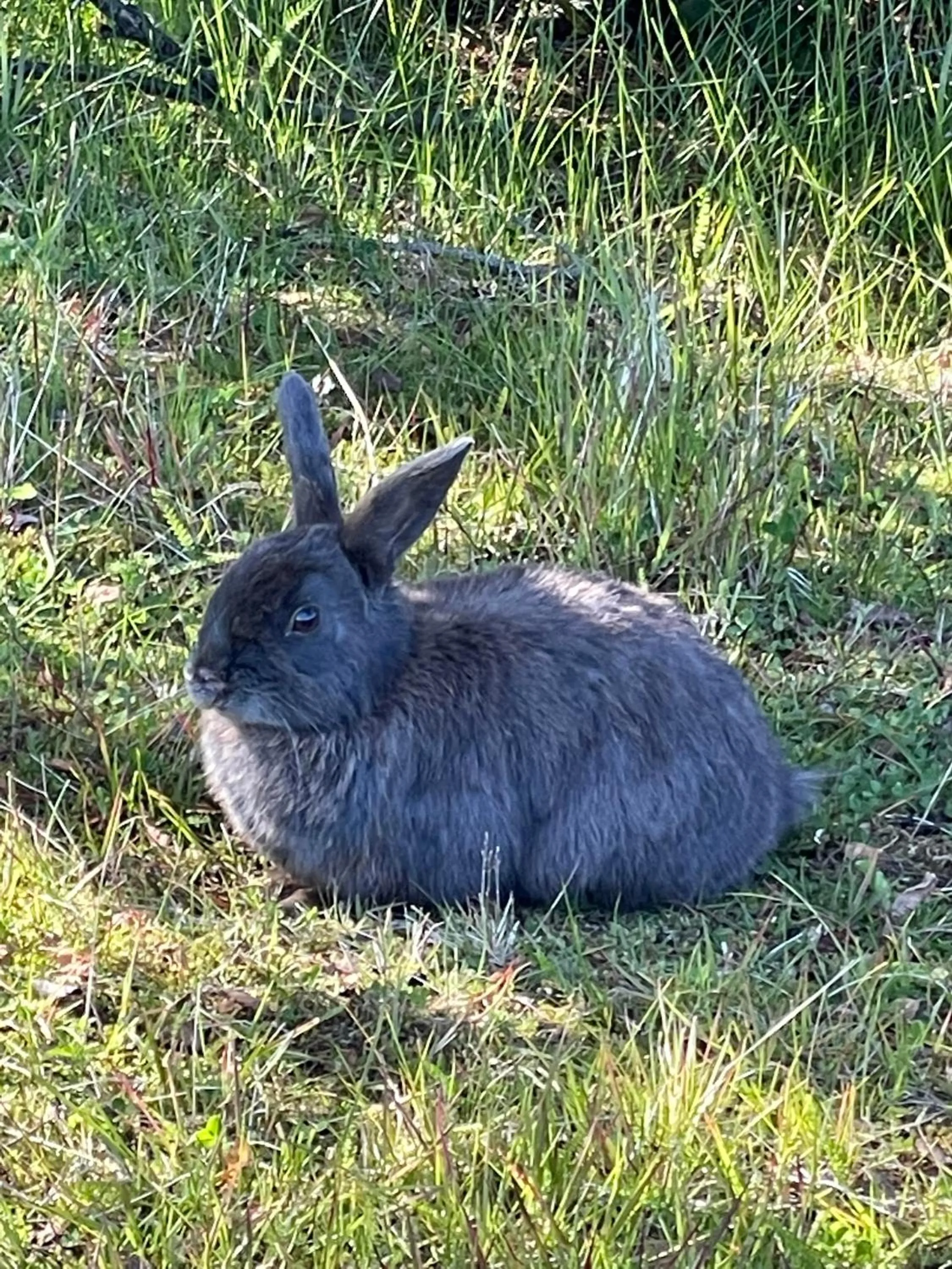Hotel Kjarnalundur- Aurora Dream - Lodges and Rooms