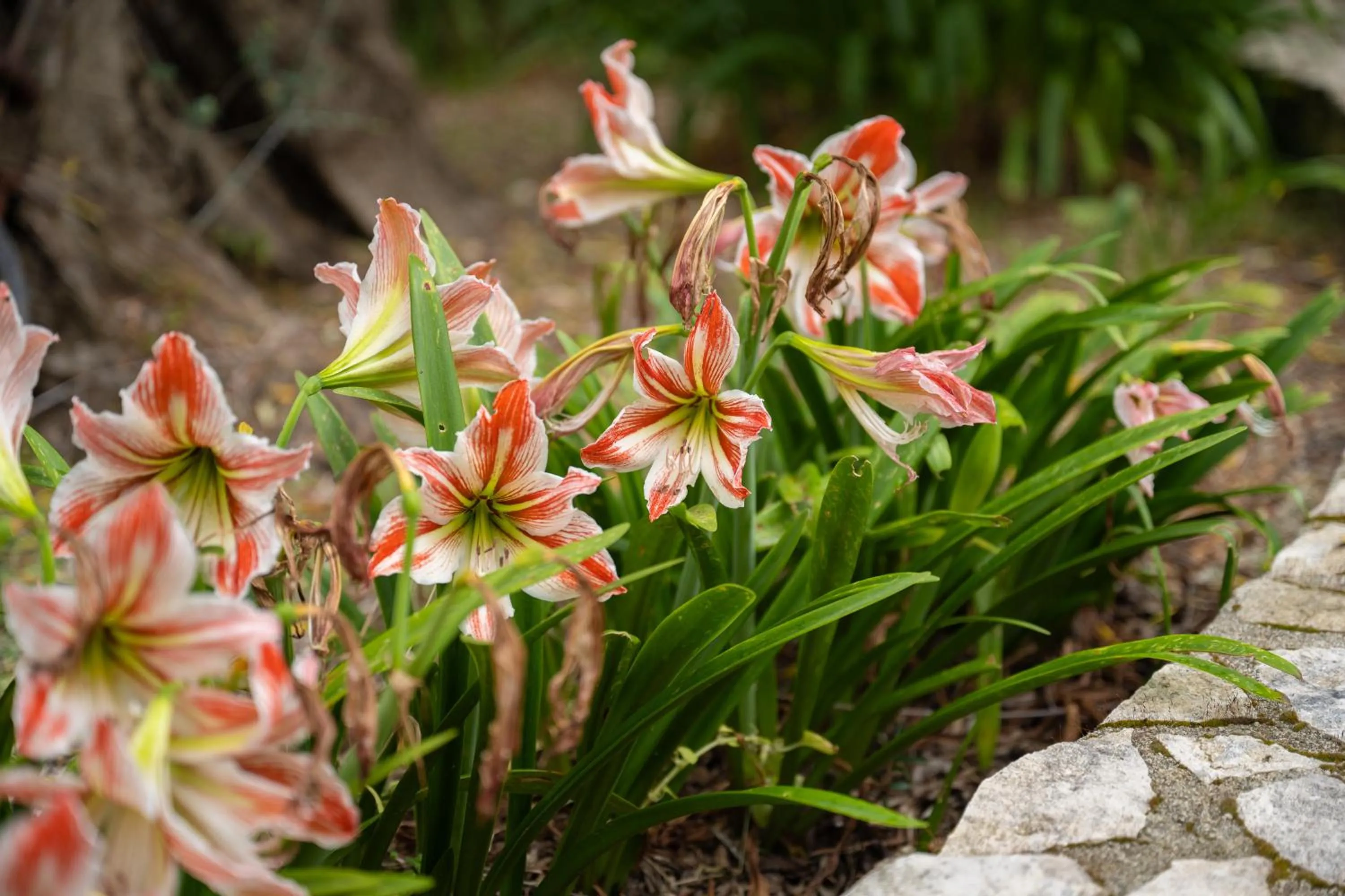 Spring in Villa La Vigna