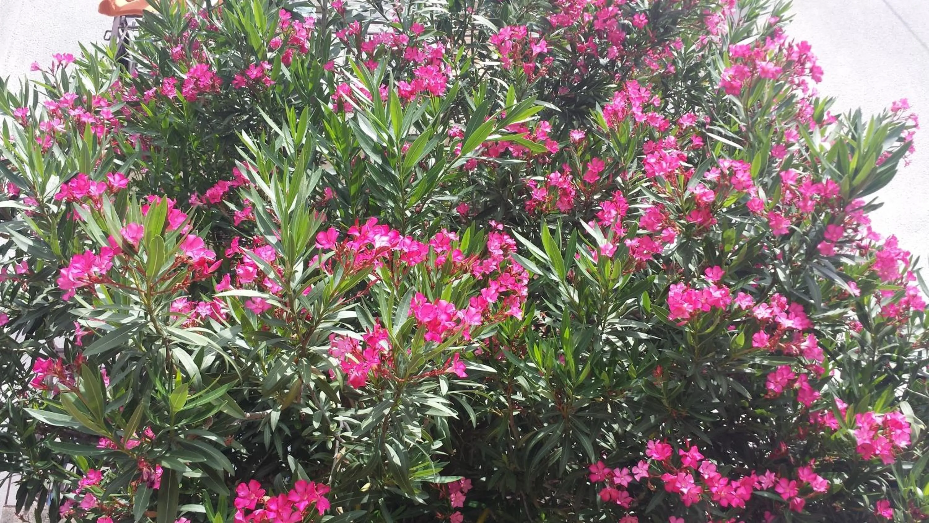Garden in Apartments Paco & Bony