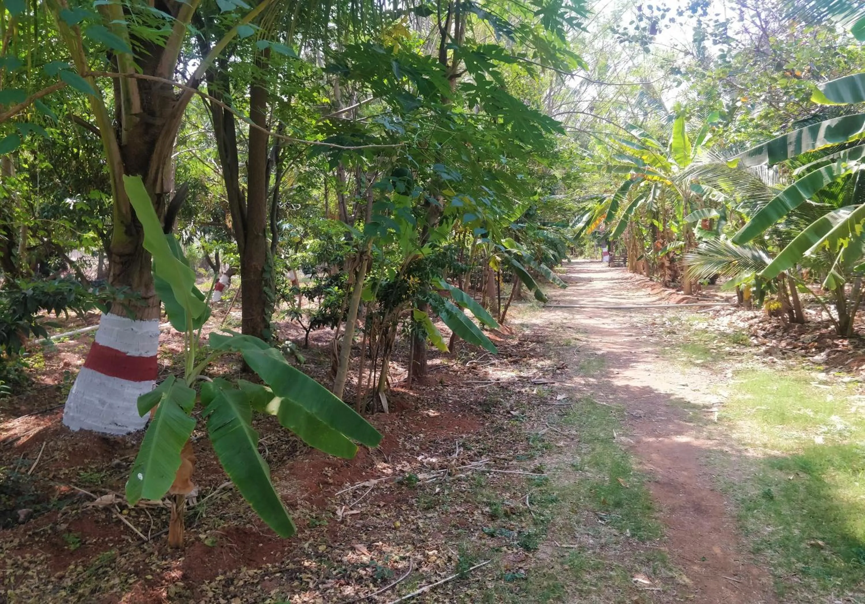 Garden in Heritage Resort Hampi