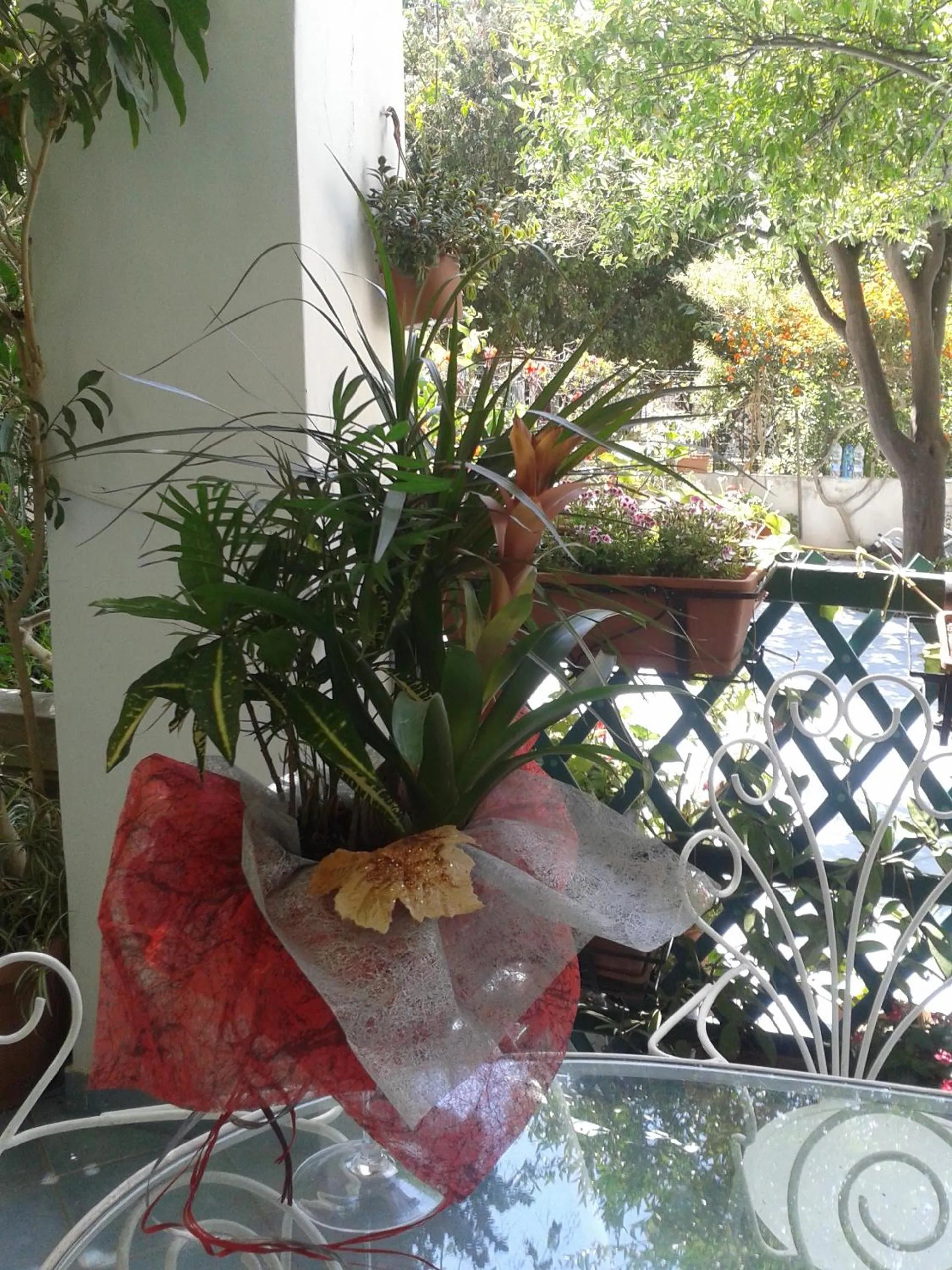 Balcony/Terrace in B&B Albatros