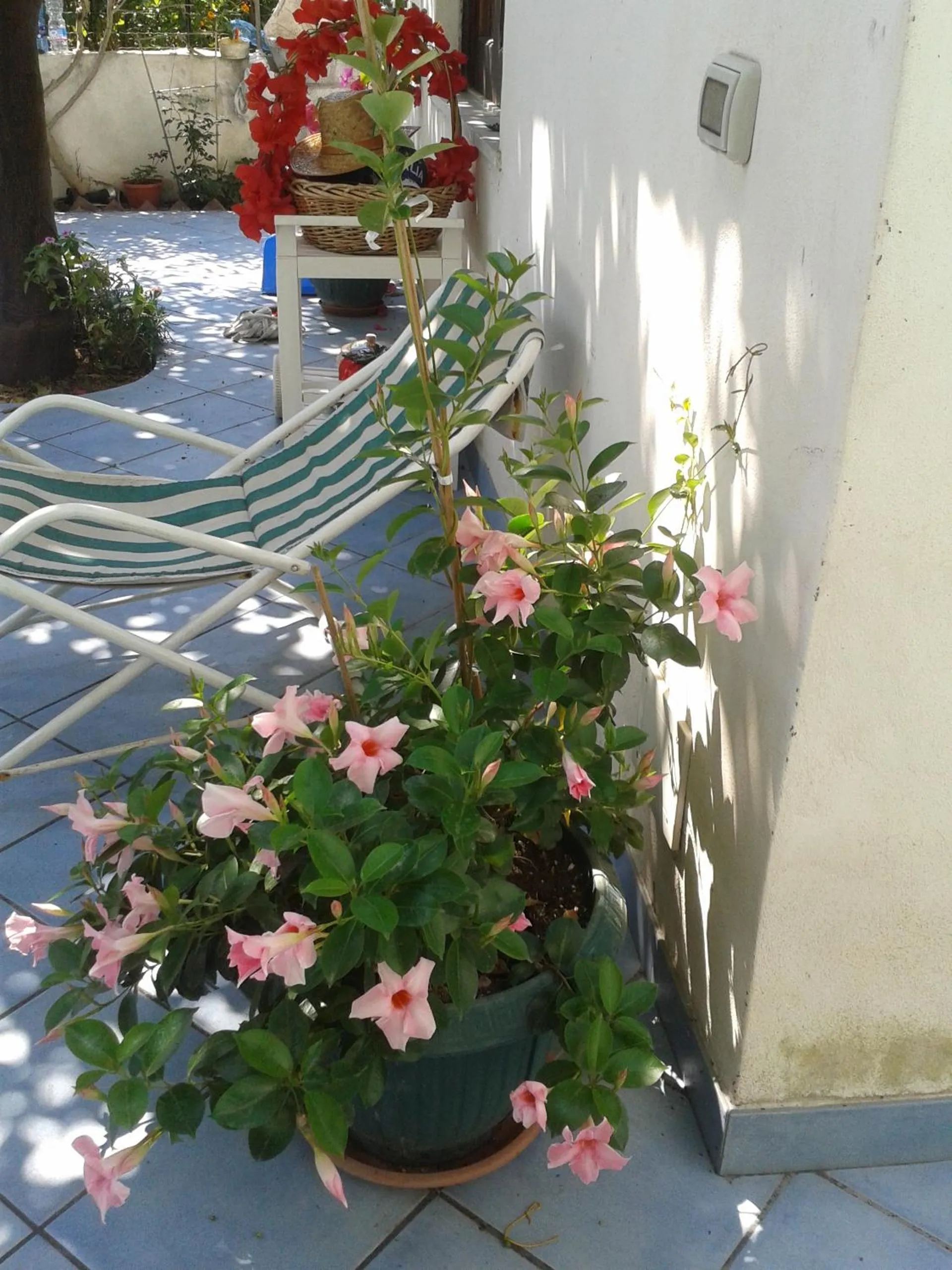 Garden in B&B Albatros